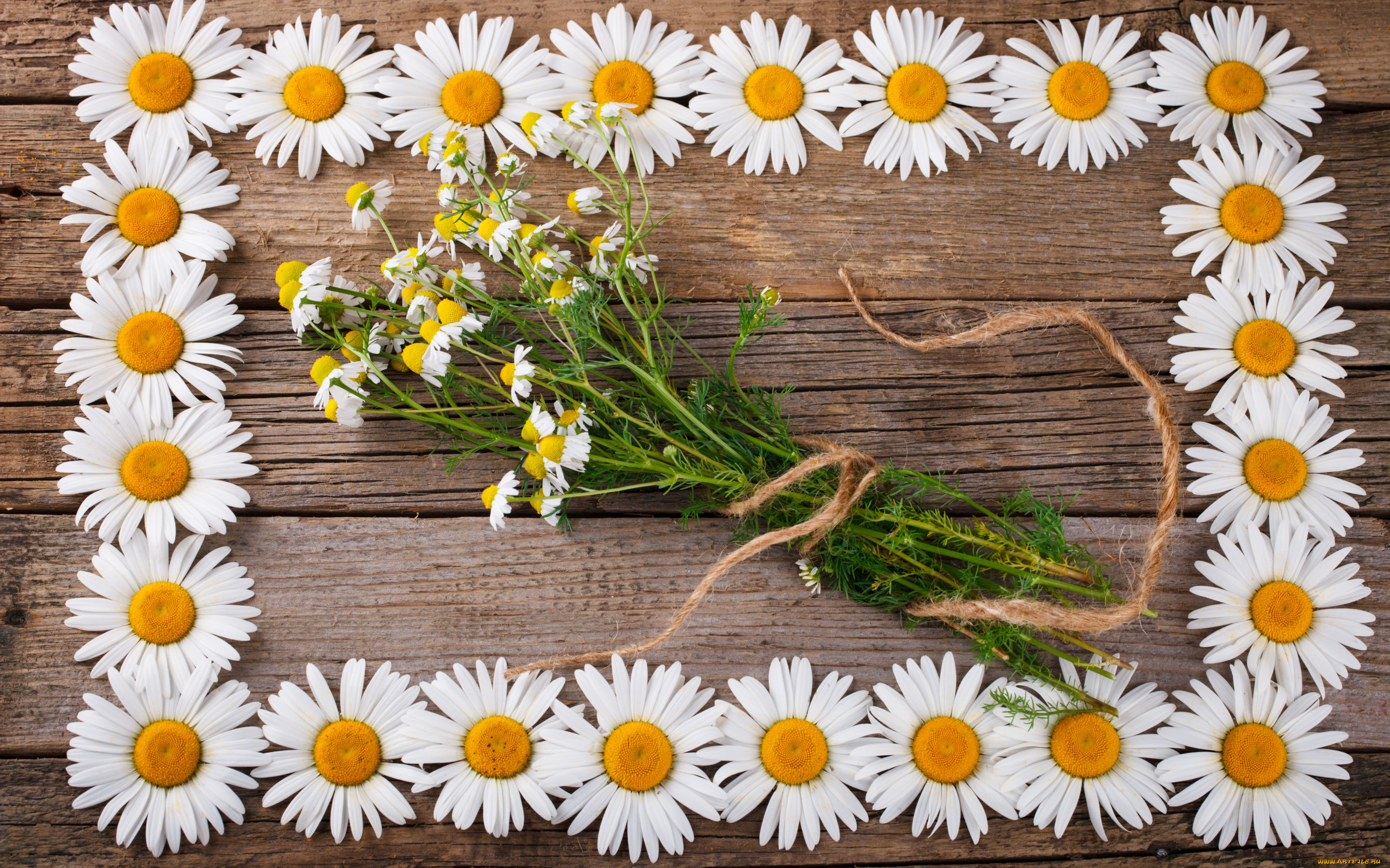 цветы, ромашки, фон