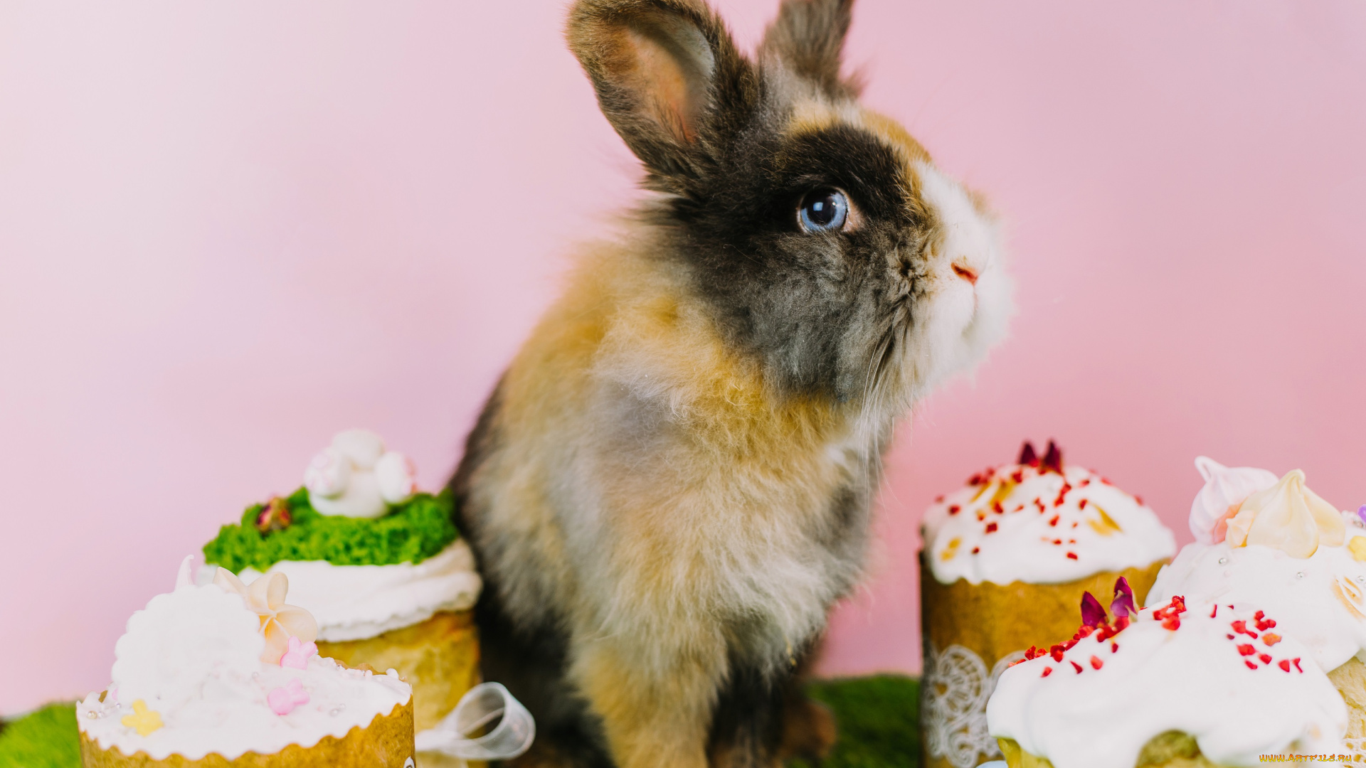животные, кролики, , зайцы, кролик, праздник, пасха, куличи