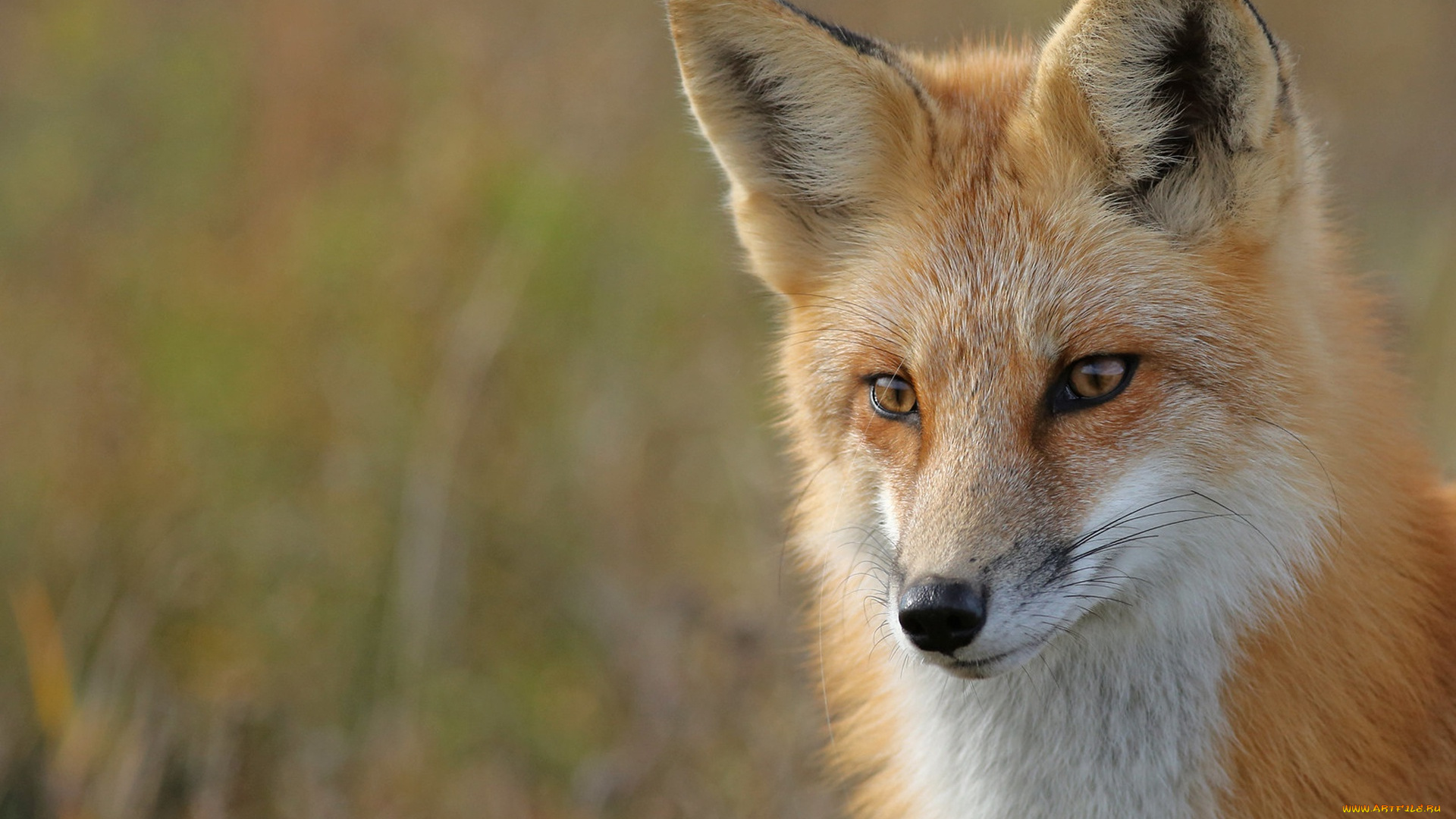 животные, лисы, взгляд, морда, фон, портрет, лиса, рыжая