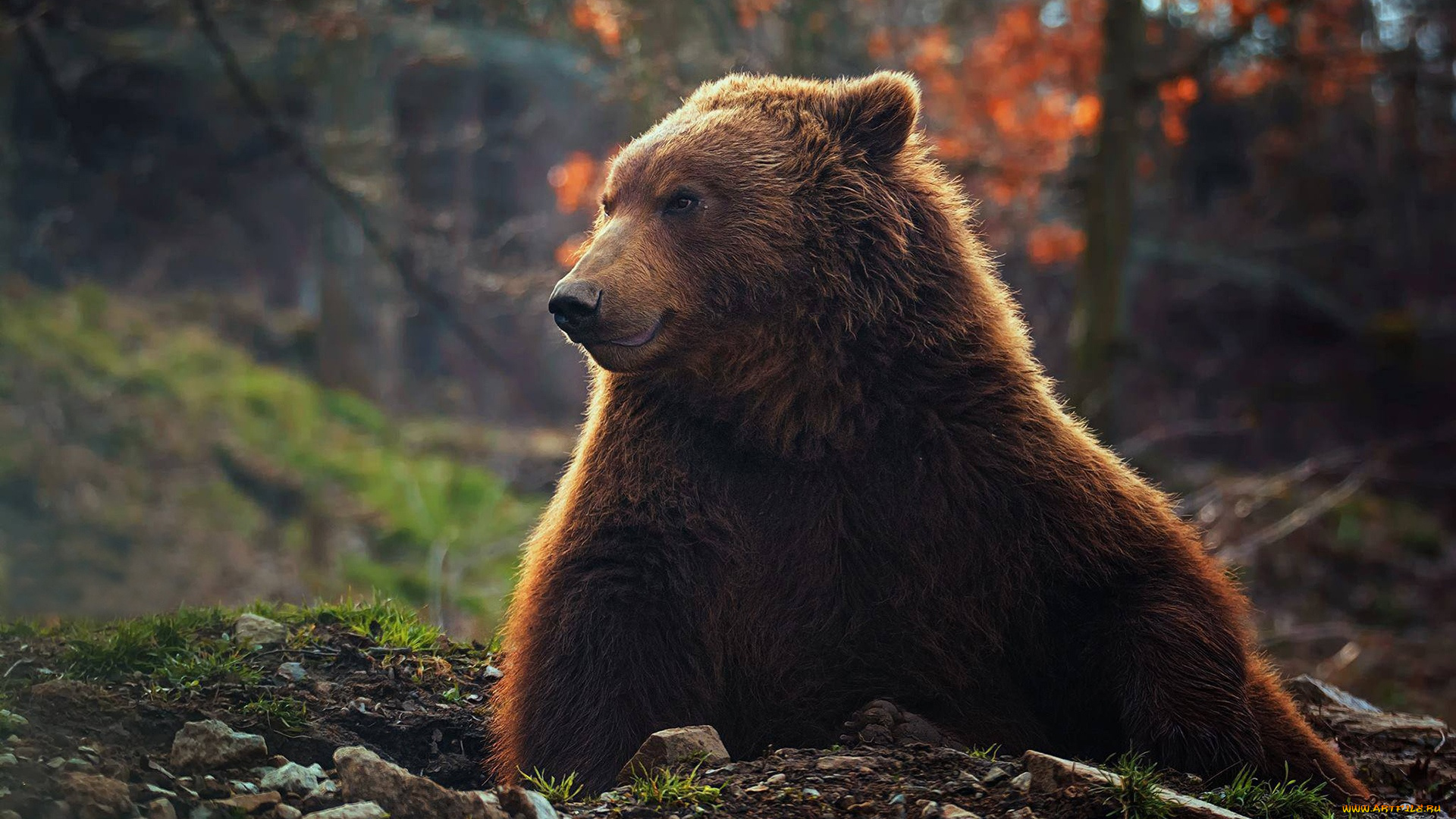 животные, медведи, бурый, медведь