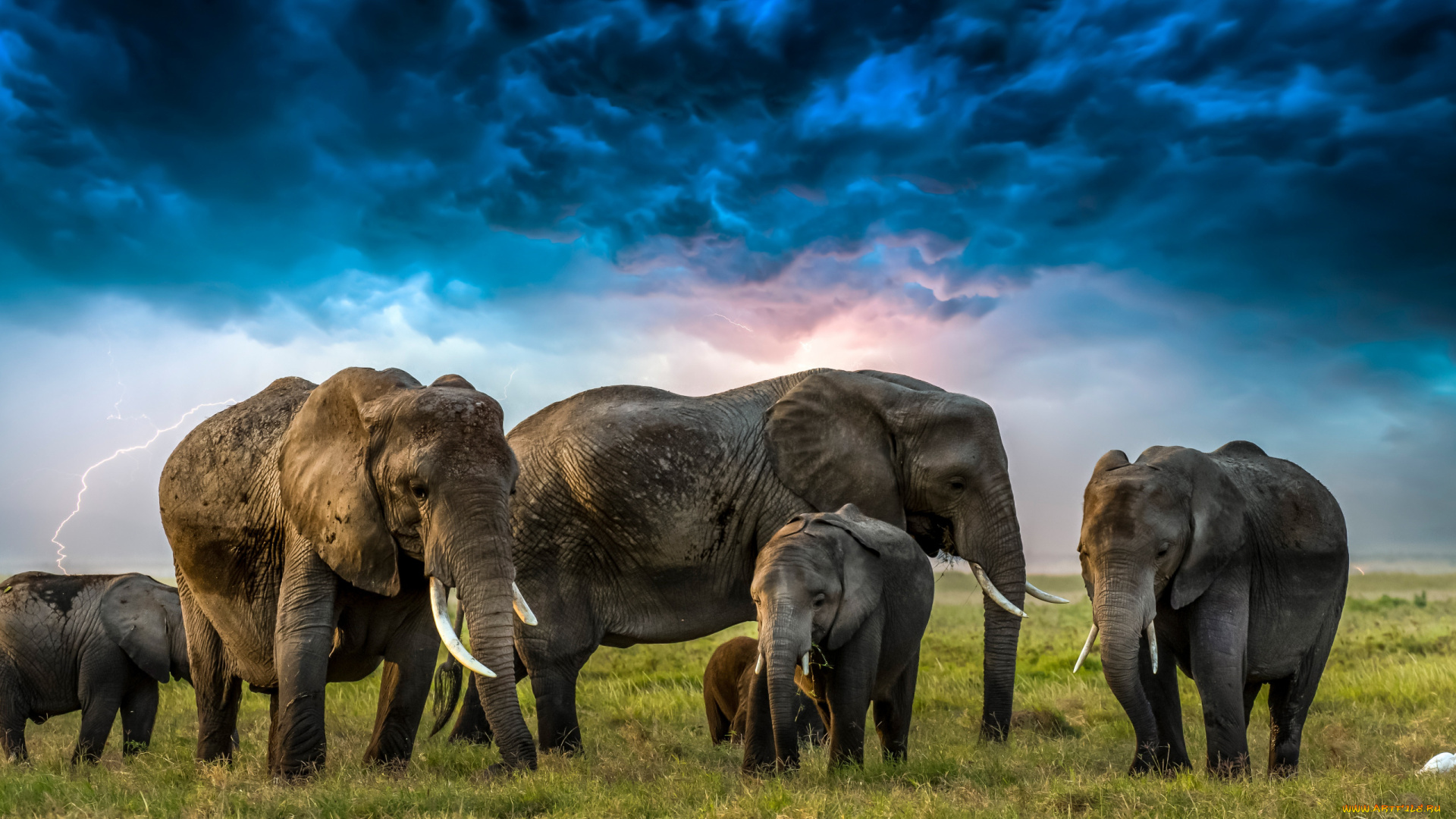 животные, слоны, трава, тучи, молния, цапля, слонята