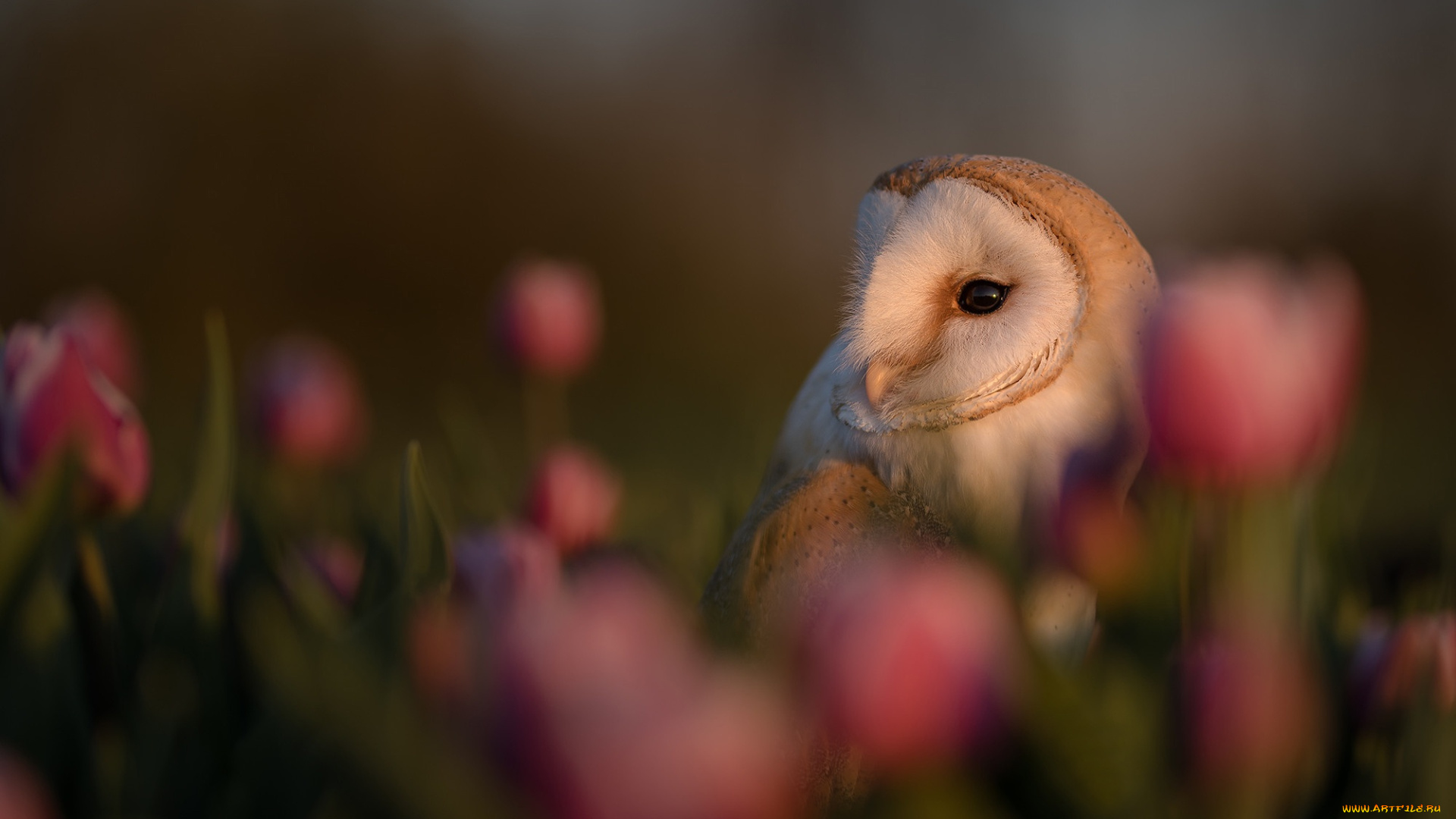 животные, совы, сова, цветы, птица
