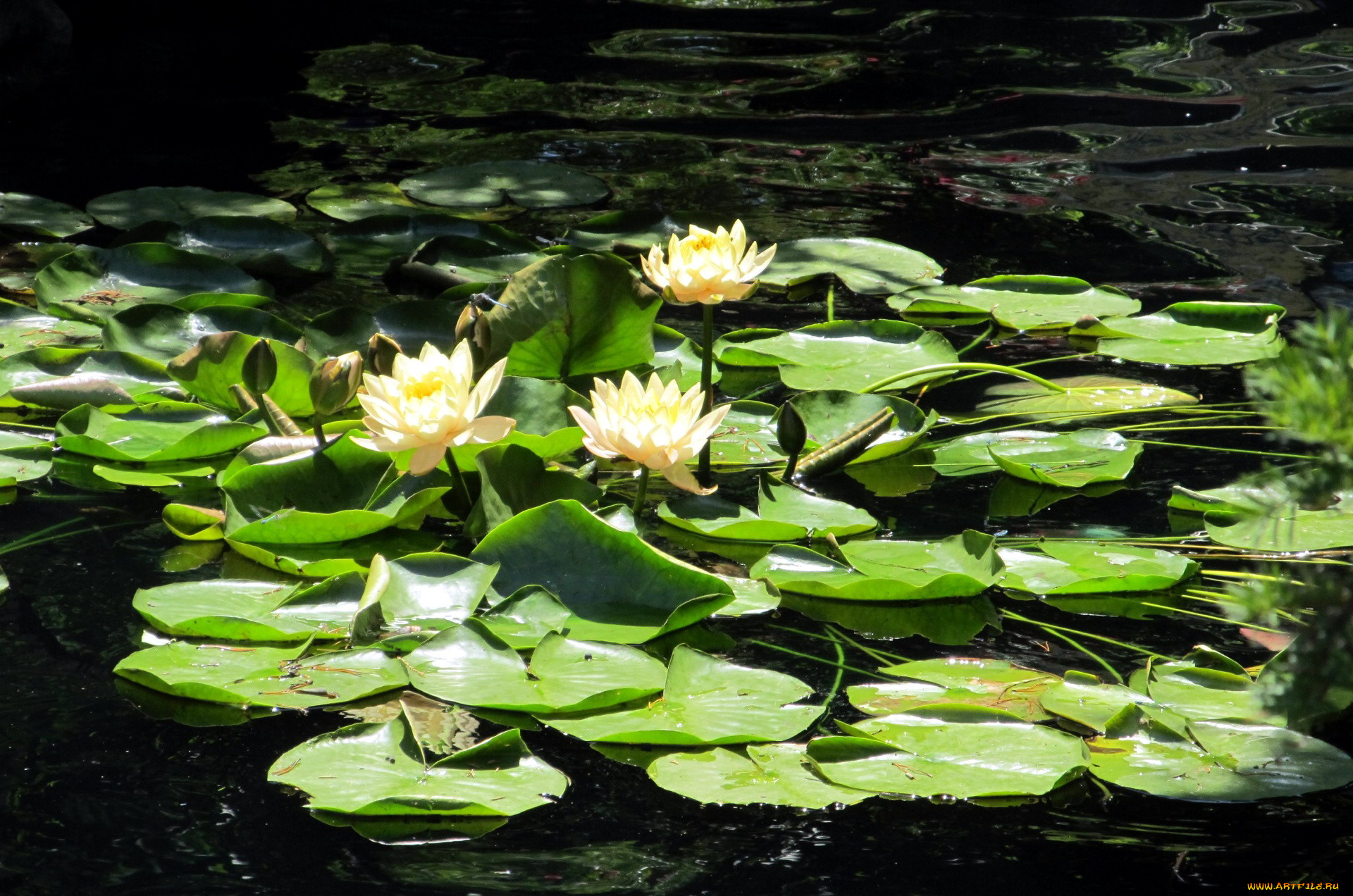 цветы, лилии, водяные, , нимфеи, , кувшинки, пруд, лилии