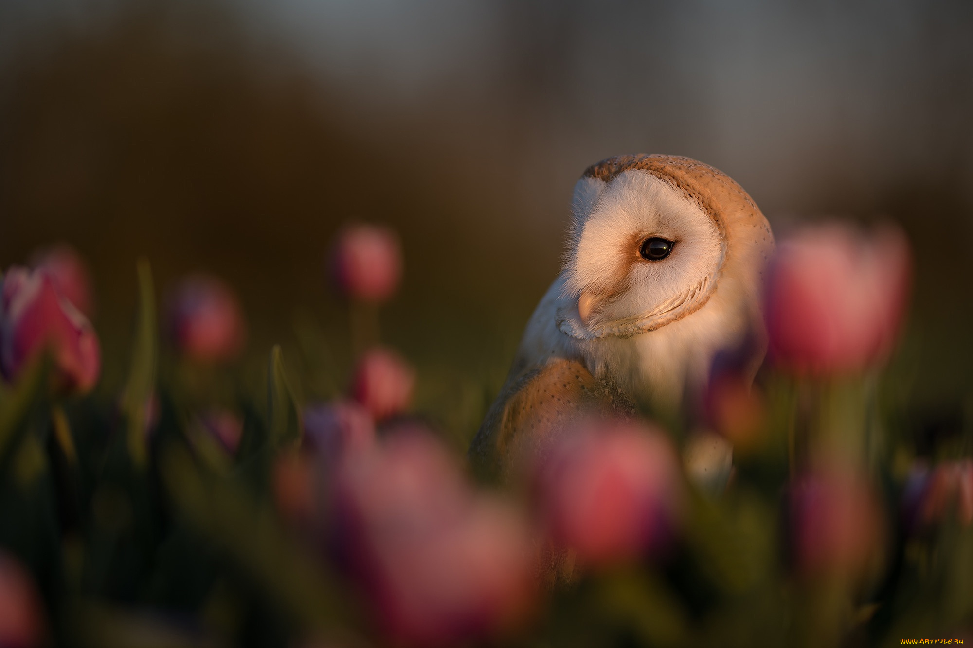 животные, совы, сова, цветы, птица