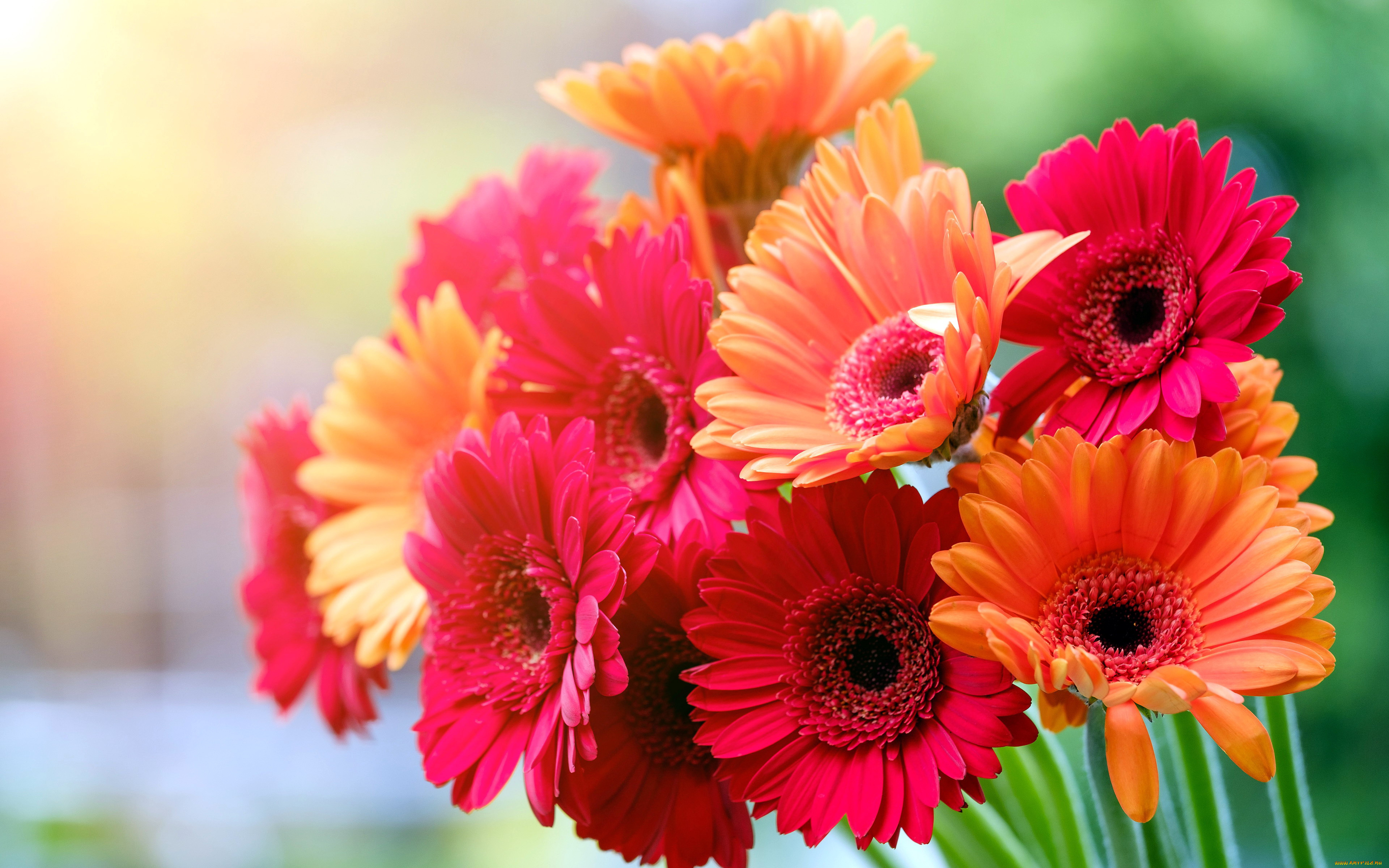 цветы, герберы, розовый, оранжевый