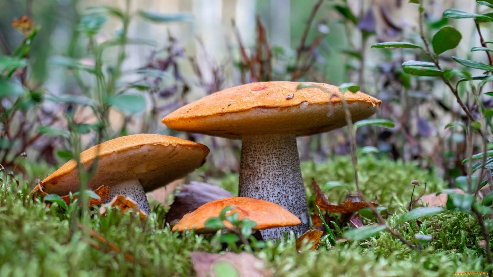 природа, грибы, грибная, семейка