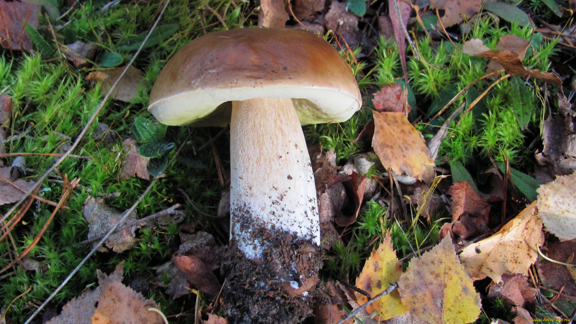 еда, грибы, , грибные, блюда, мох, листья, боровик