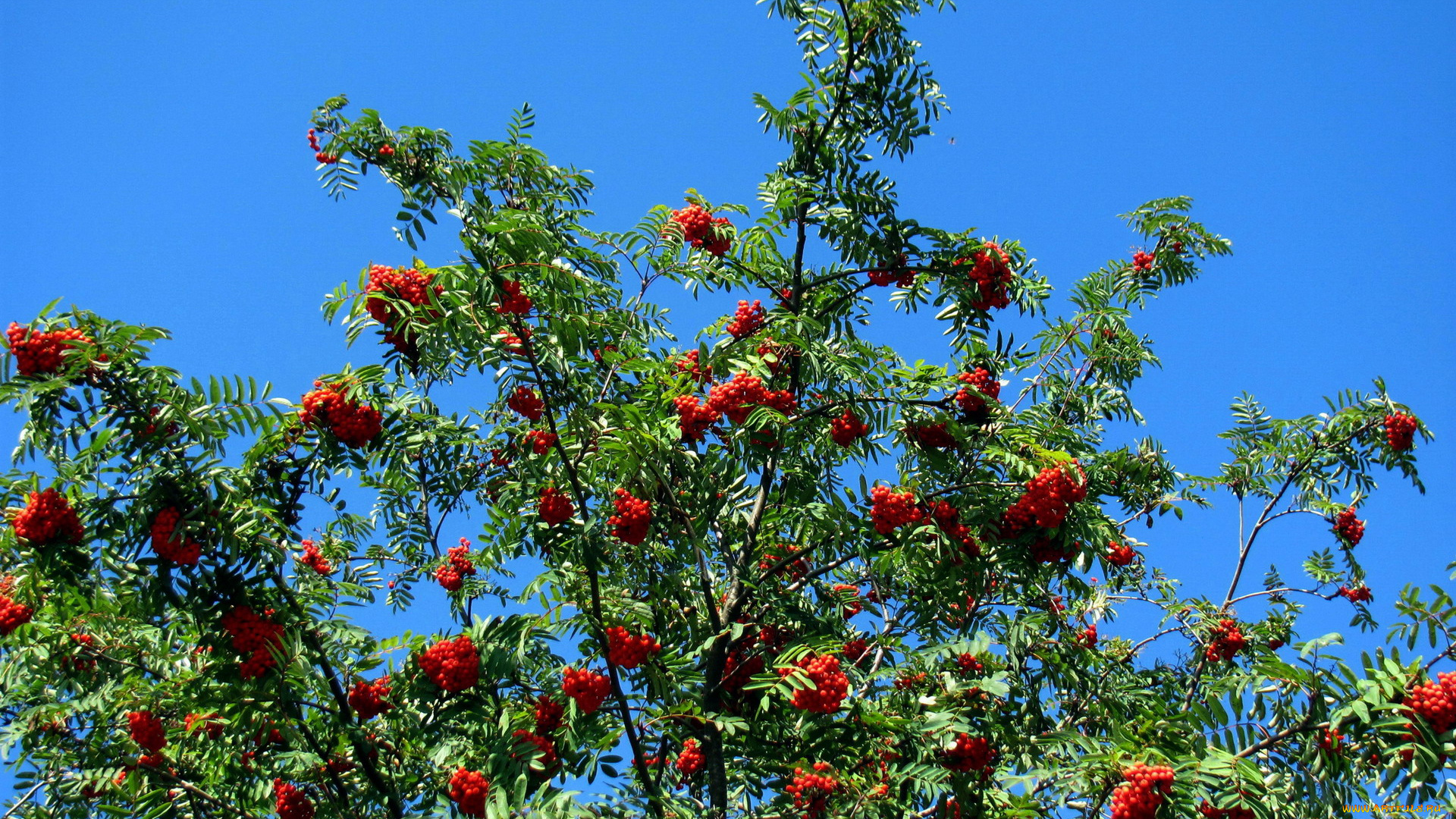 природа, ягоды, , рябина, дерево, рябина, осень, грозди