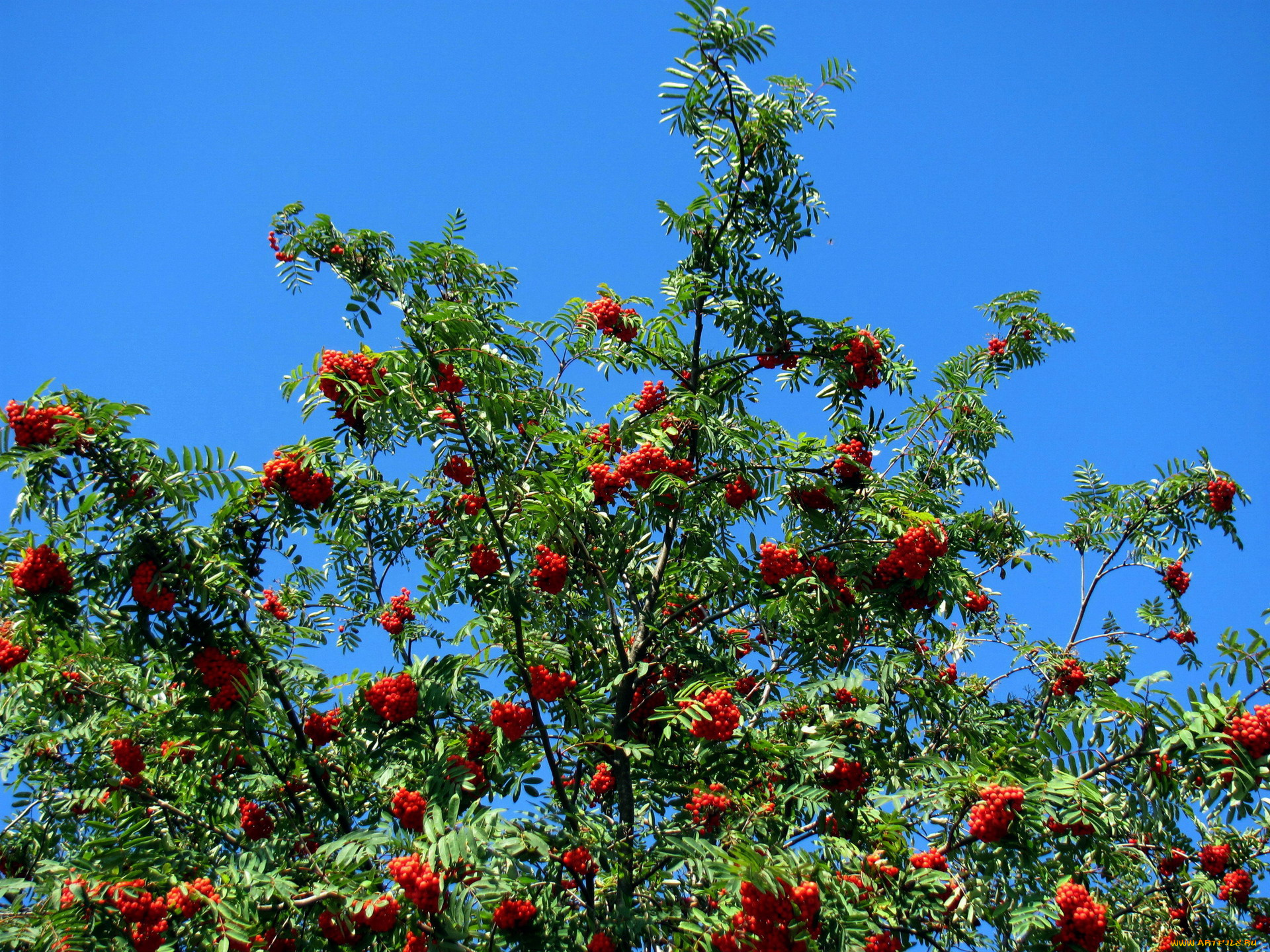 природа, ягоды, , рябина, дерево, рябина, осень, грозди