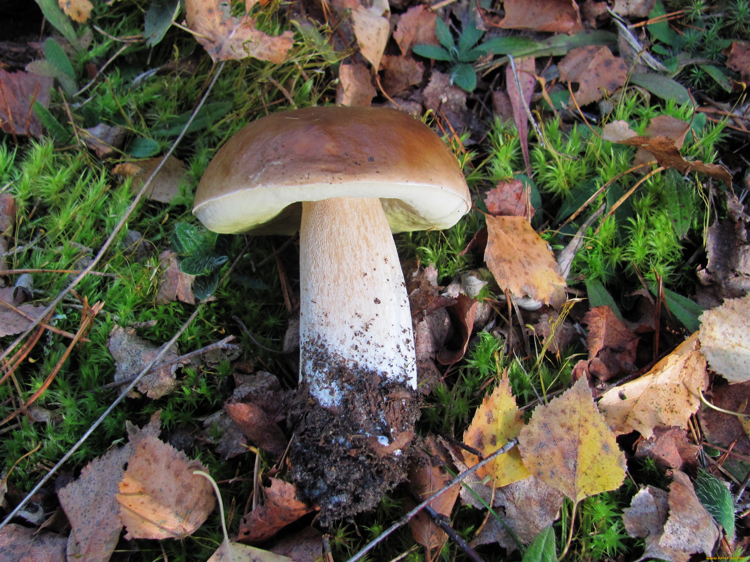 еда, грибы, , грибные, блюда, мох, листья, боровик