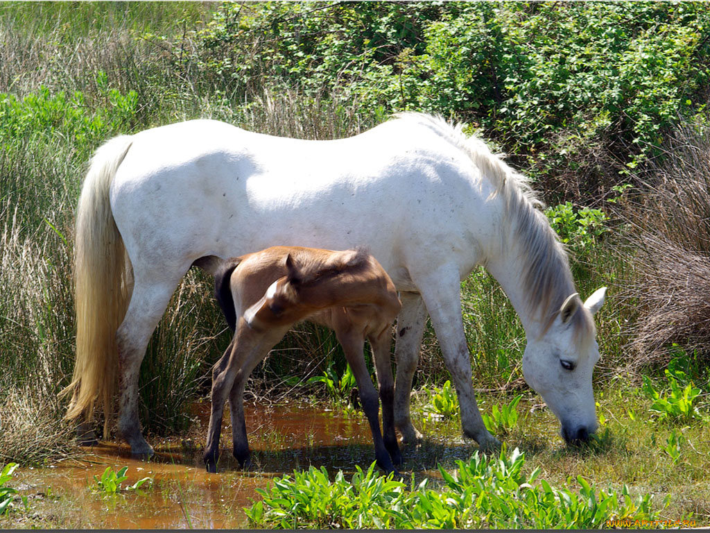 животные, лошади