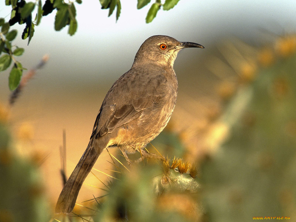 животные, птицы
