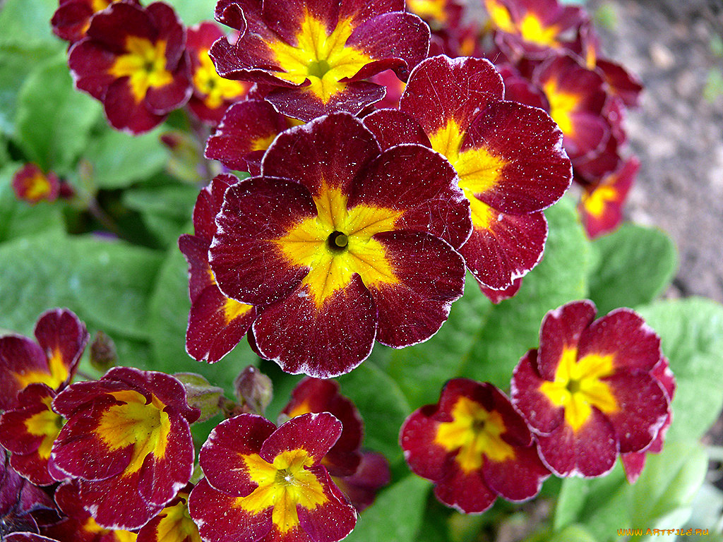 цветы, примулы