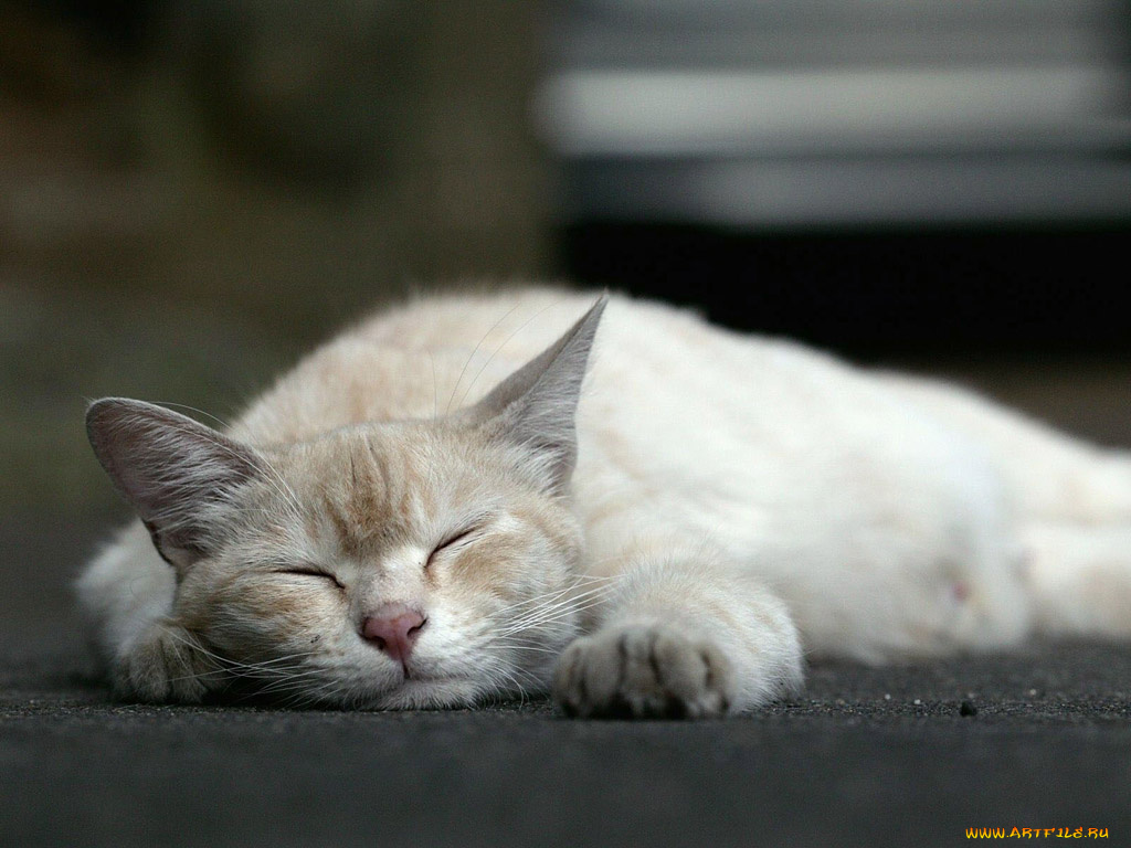 животные, коты