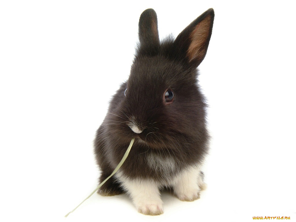 животные, кролики, зайцы