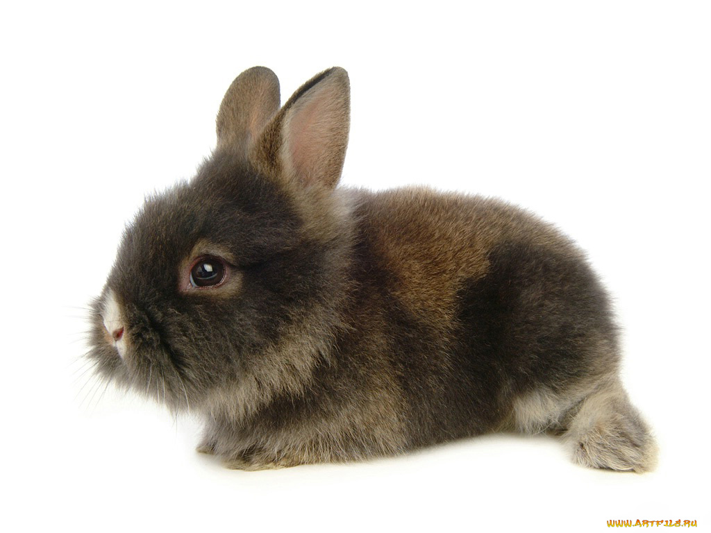 животные, кролики, зайцы