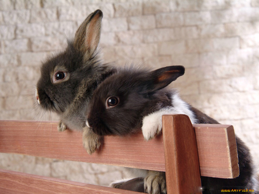 животные, кролики, зайцы
