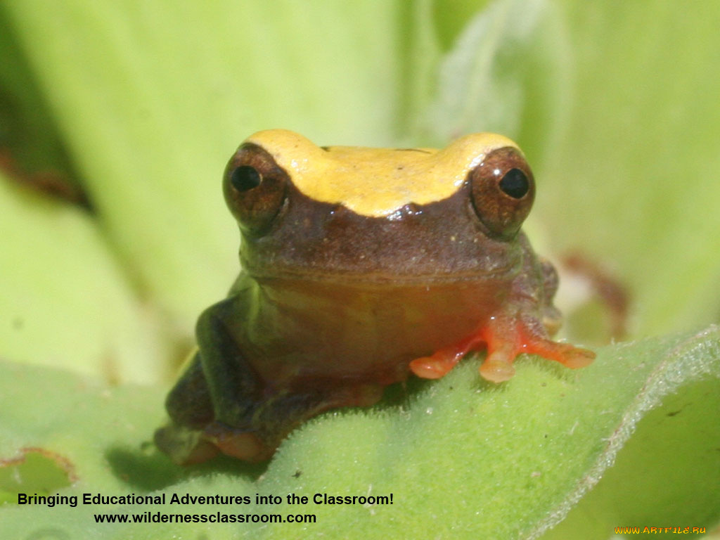 животные, лягушки