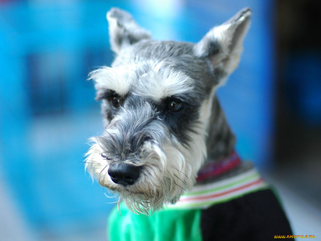 животные, собаки