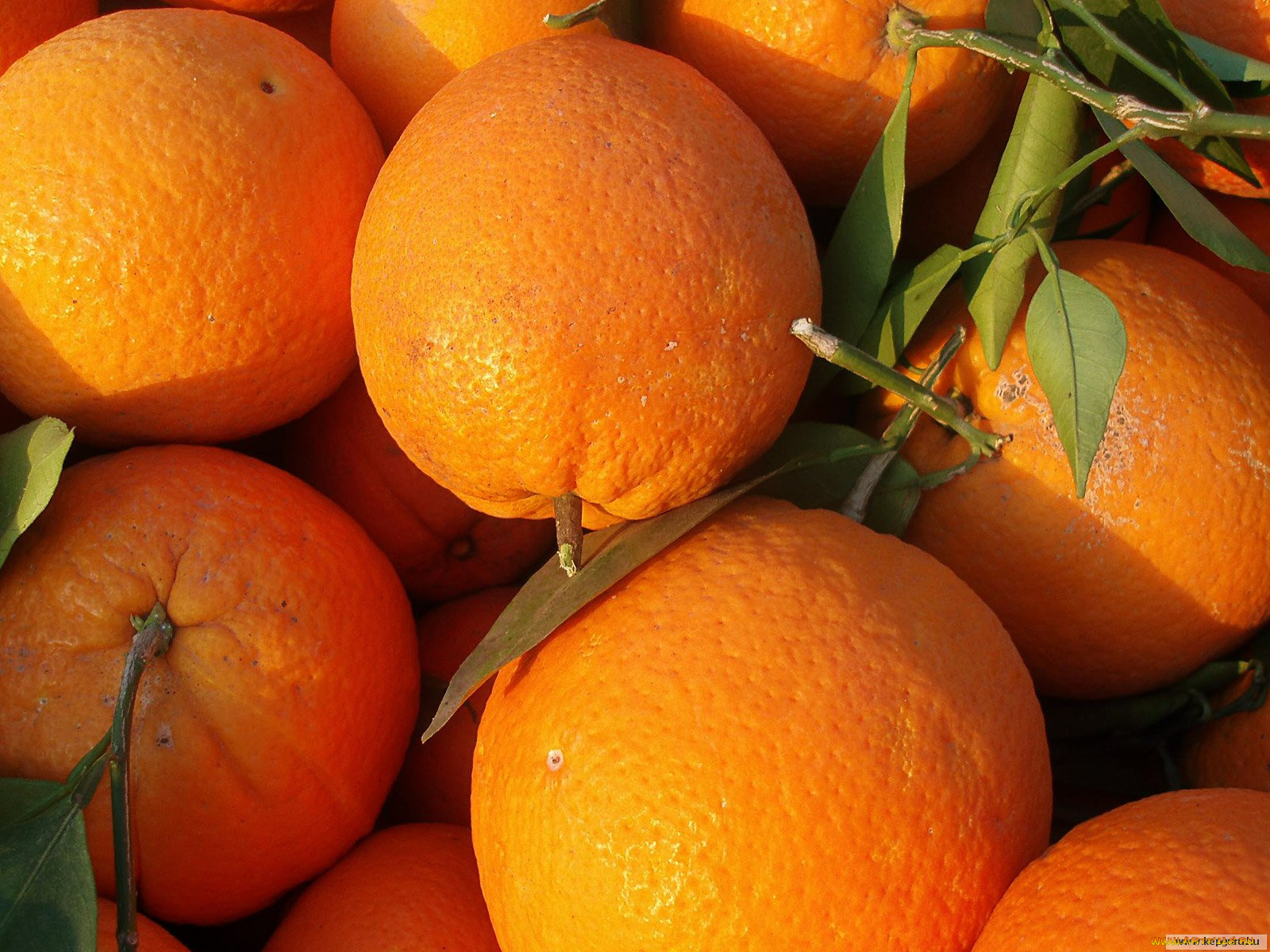 еда, цитрусы