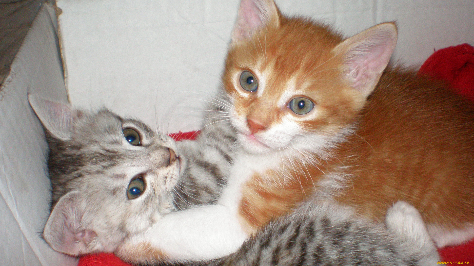мои, котята, животные, коты