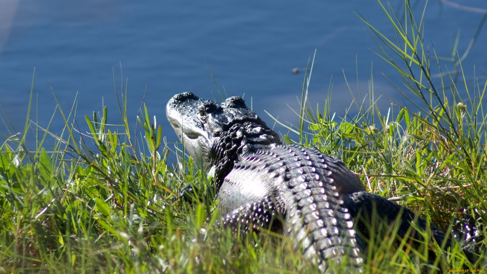 животные, крокодилы