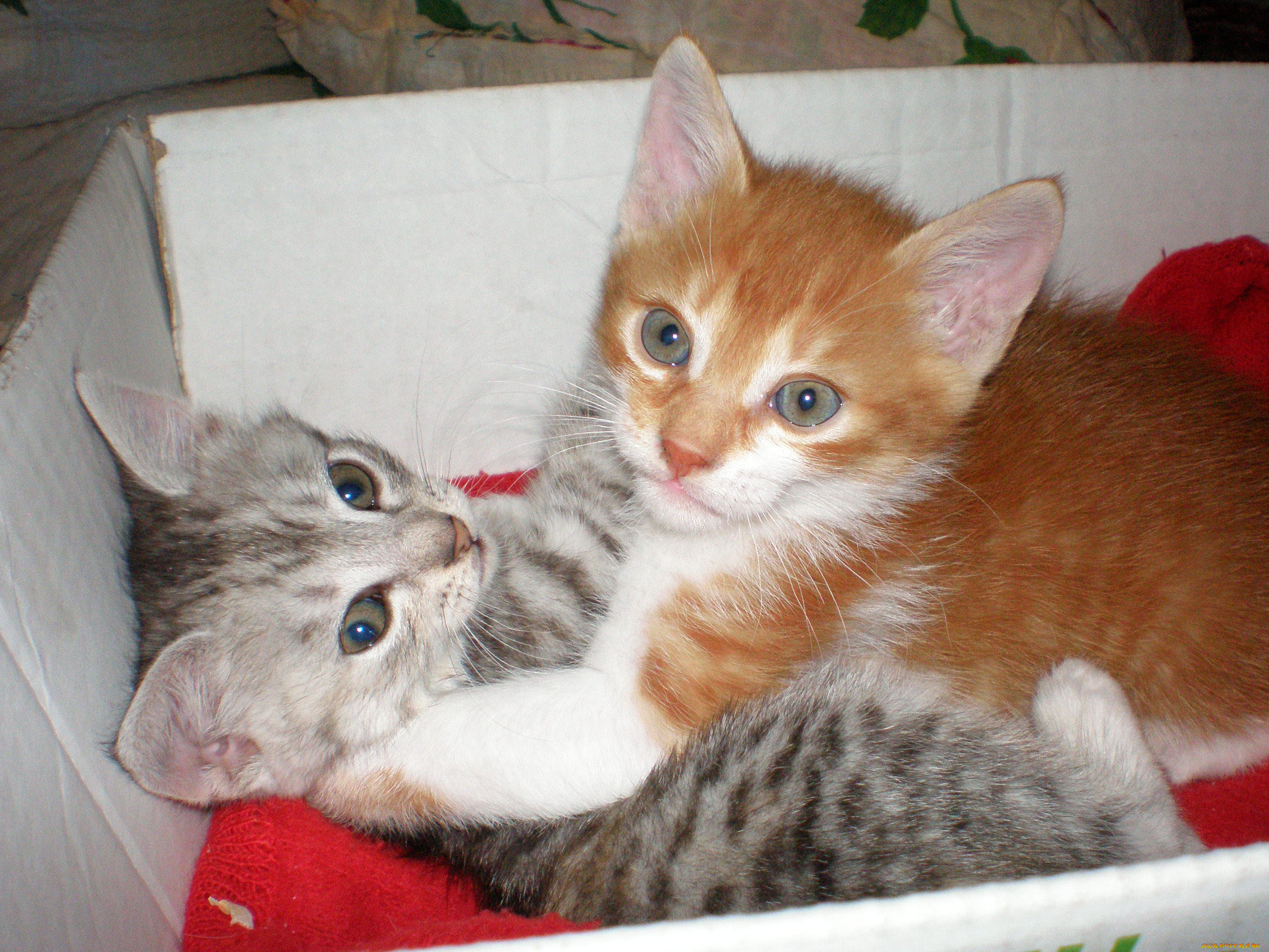 мои, котята, животные, коты