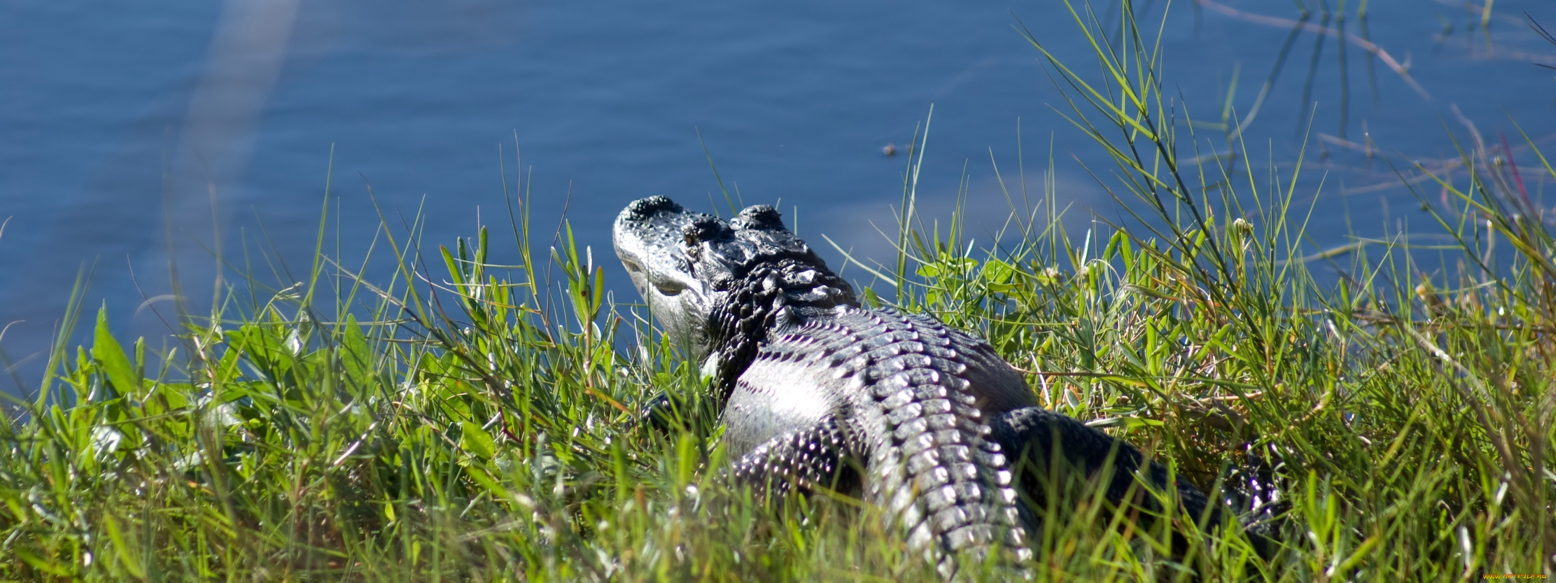 животные, крокодилы