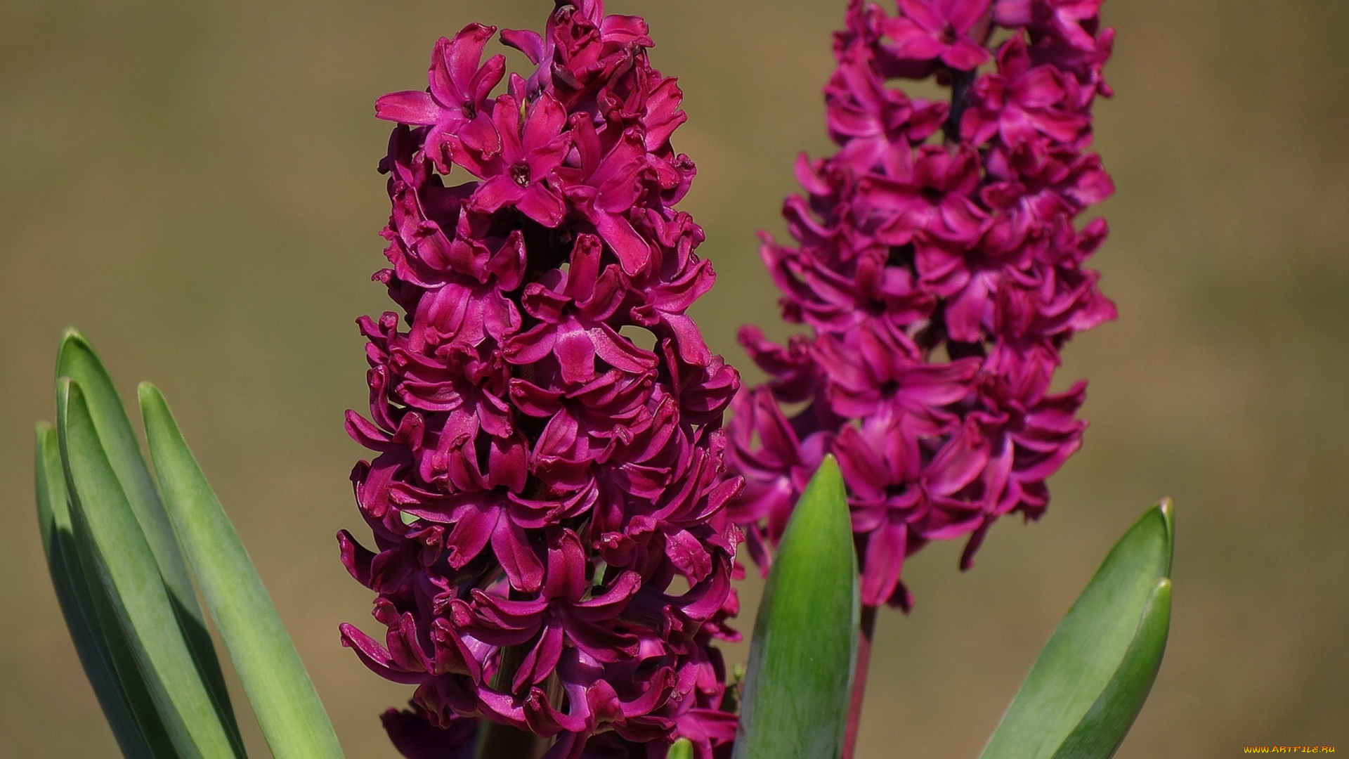 цветы, гиацинты, макро