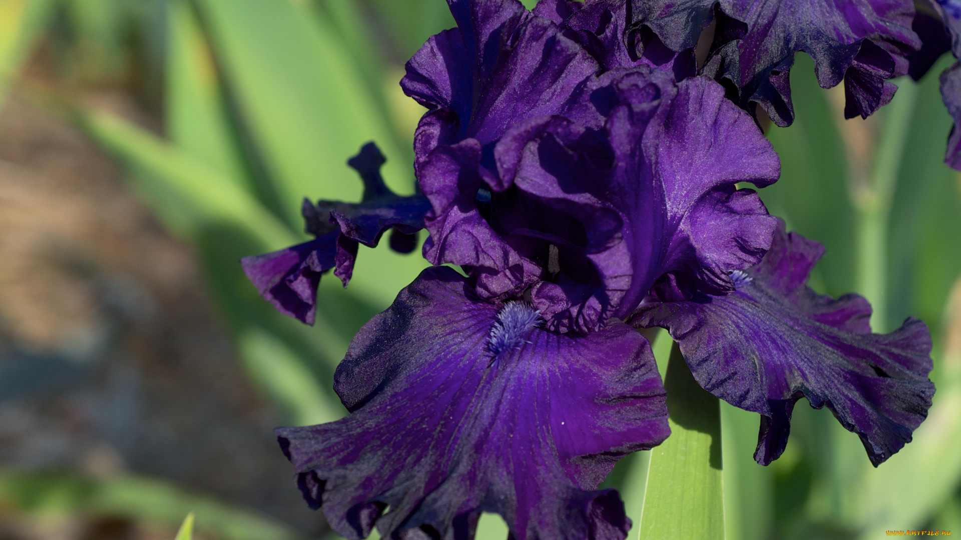 цветы, ирисы, фиолетовый