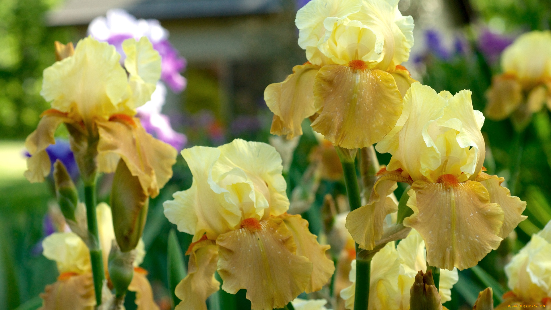 цветы, ирисы, желтые