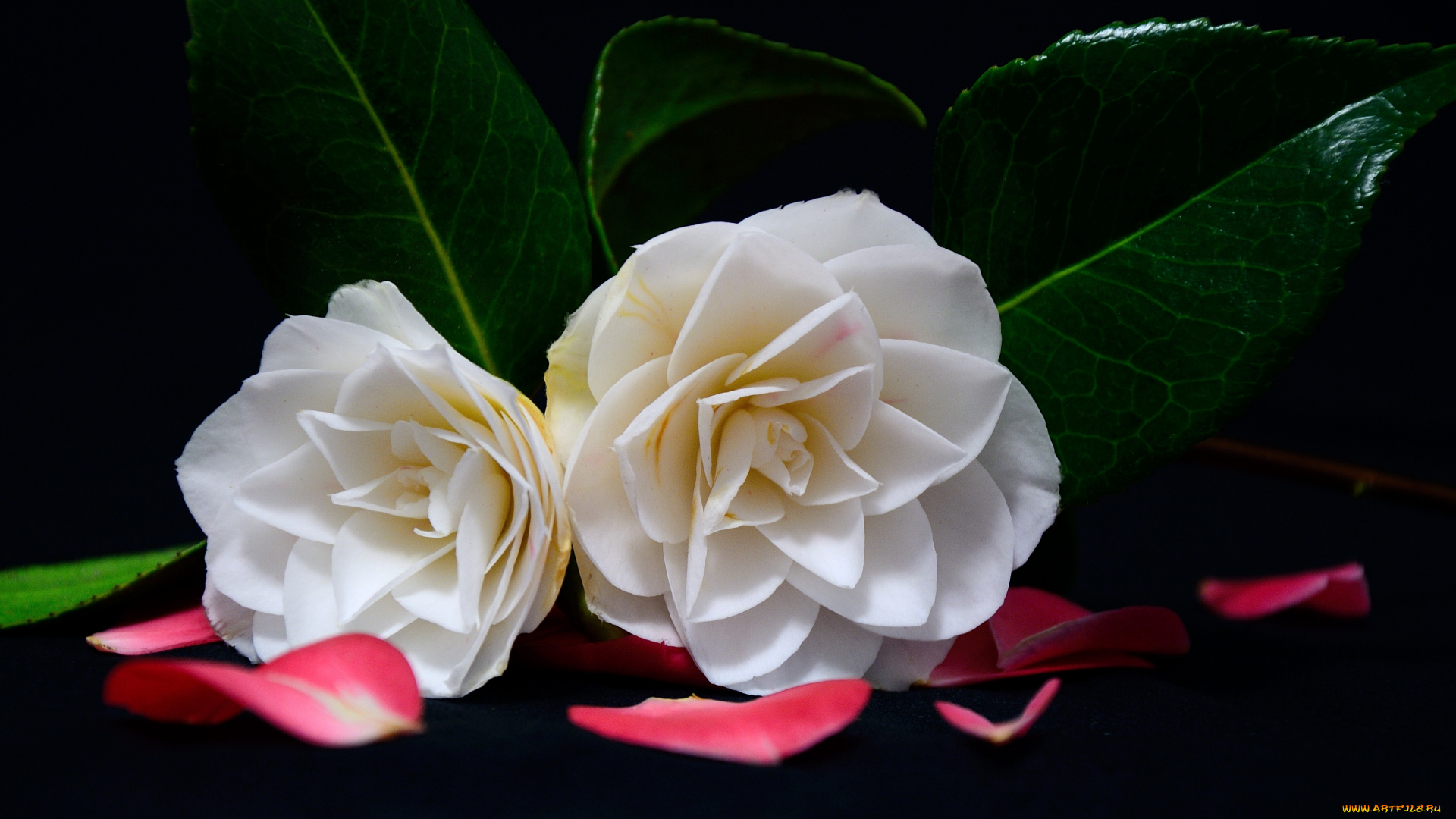 цветы, камелии, лепестки