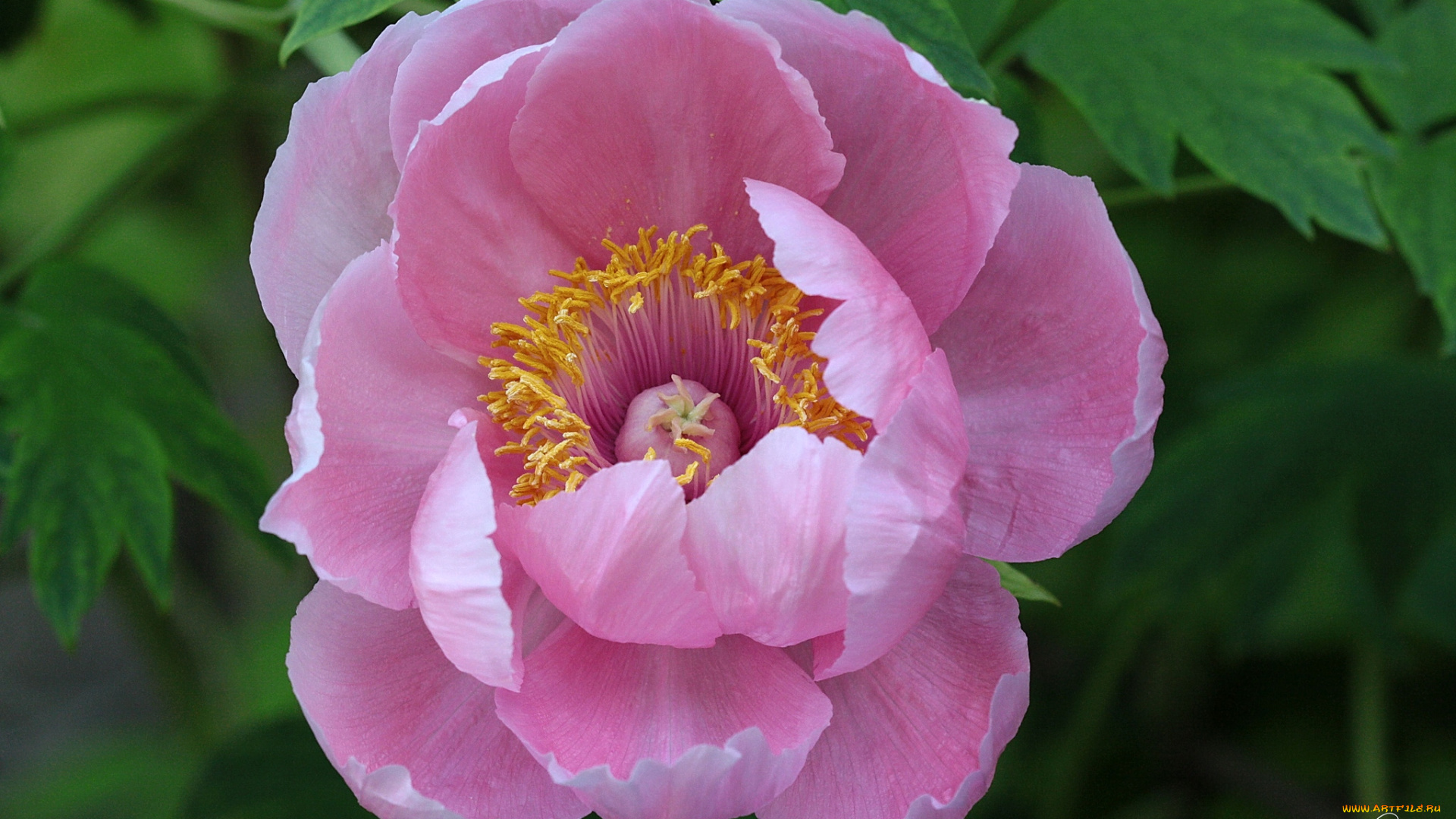 цветы, пионы, розовый, большой