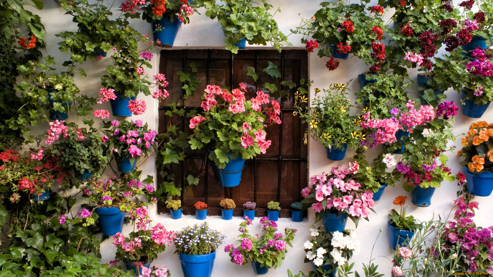 цветы, разные, вместе, стена, окно, вазоны