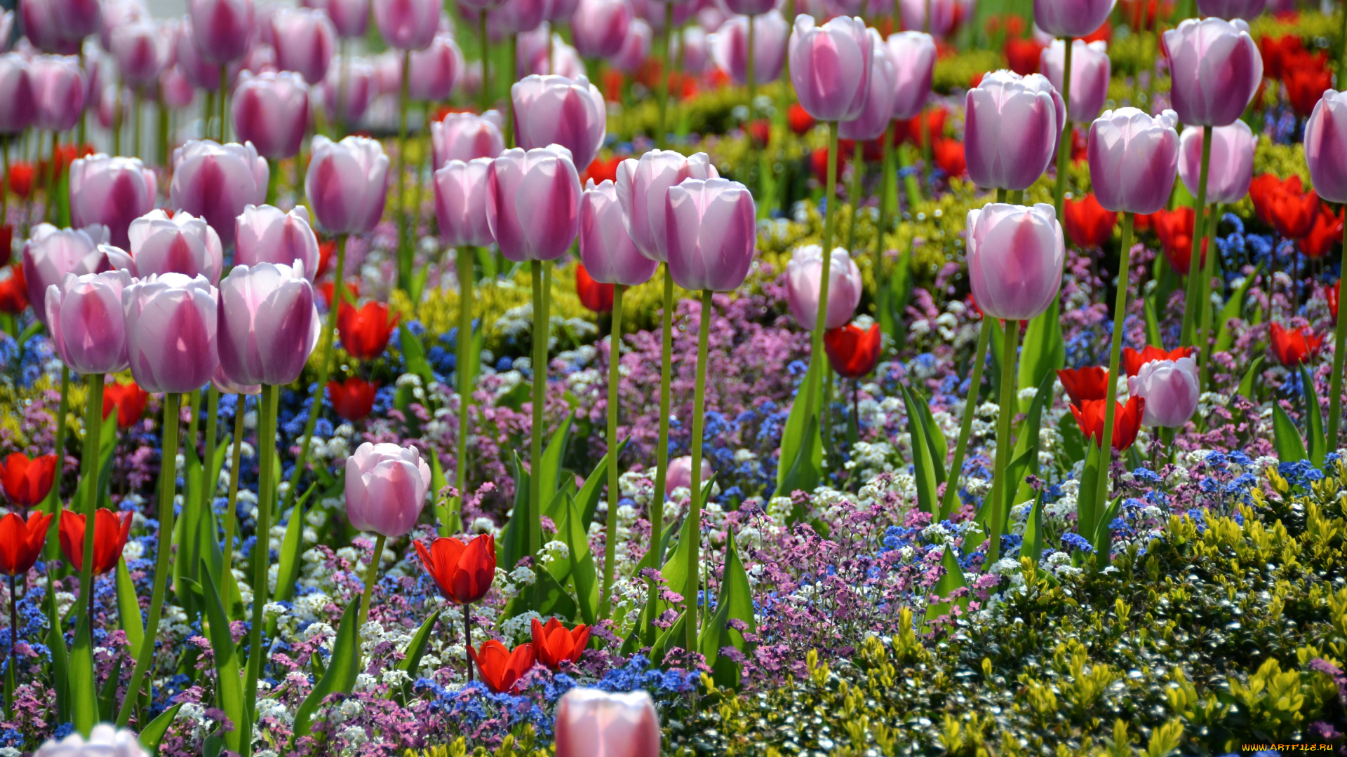 цветы, разные, вместе, тюльпаны, незабудки