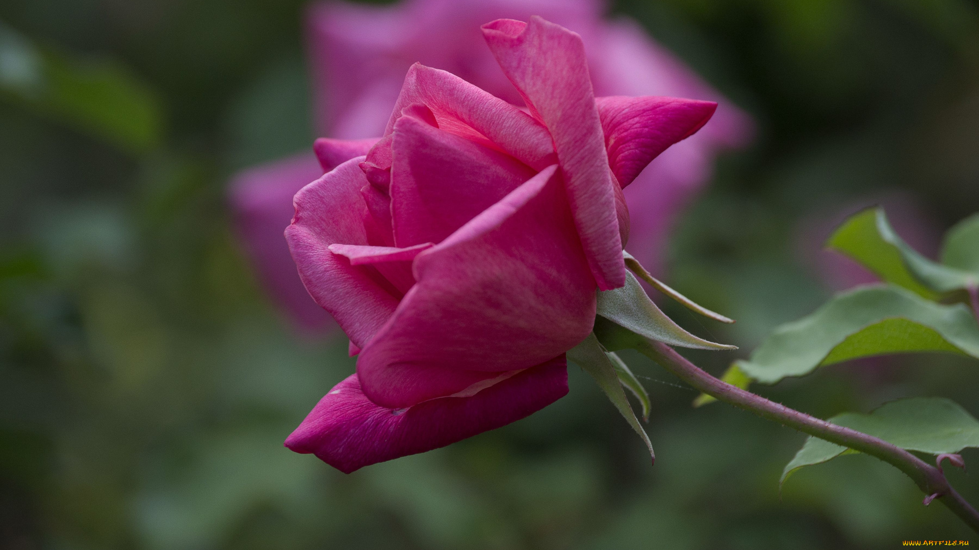 цветы, розы, бутон, макро