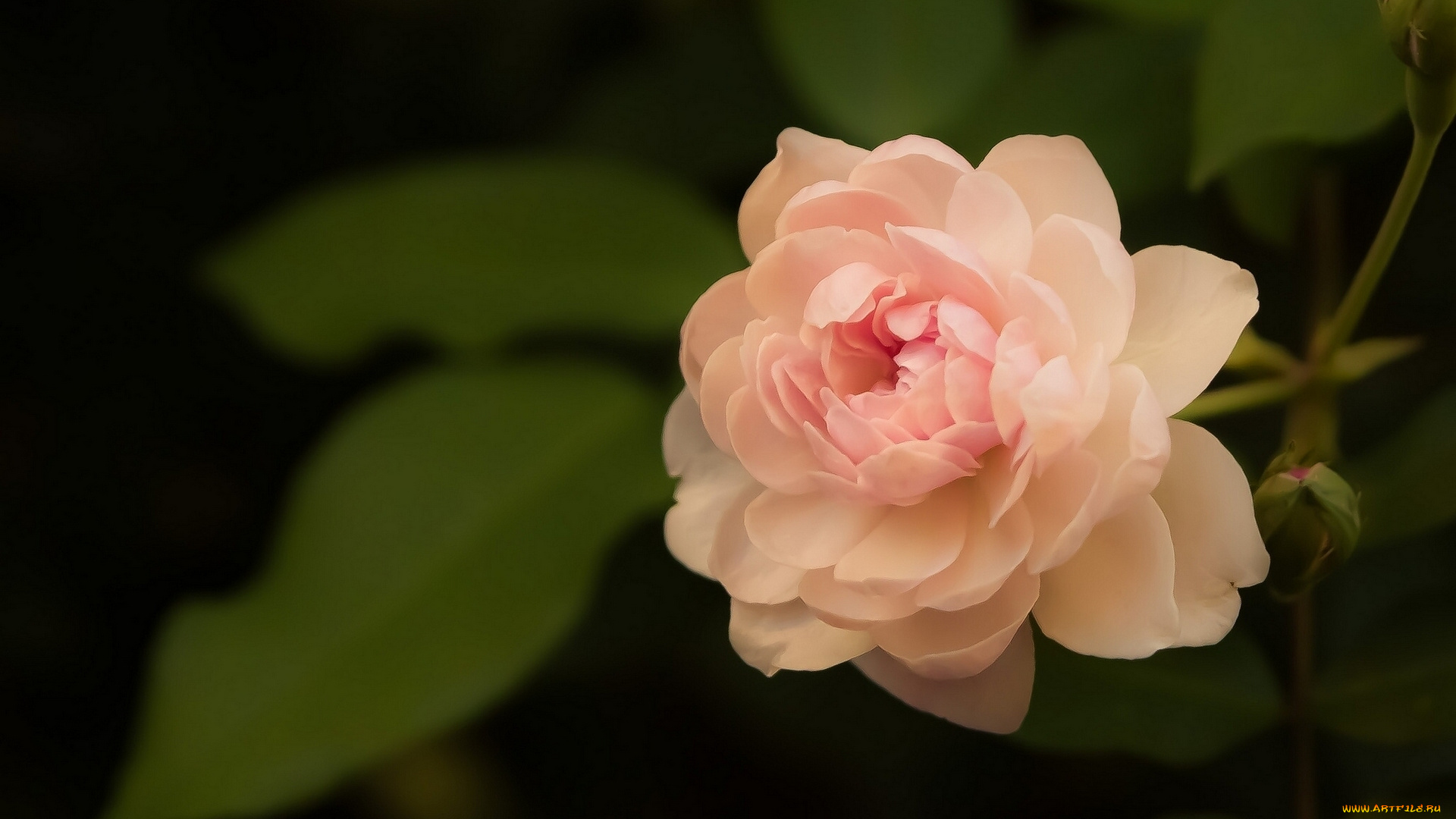 цветы, розы, лепестки