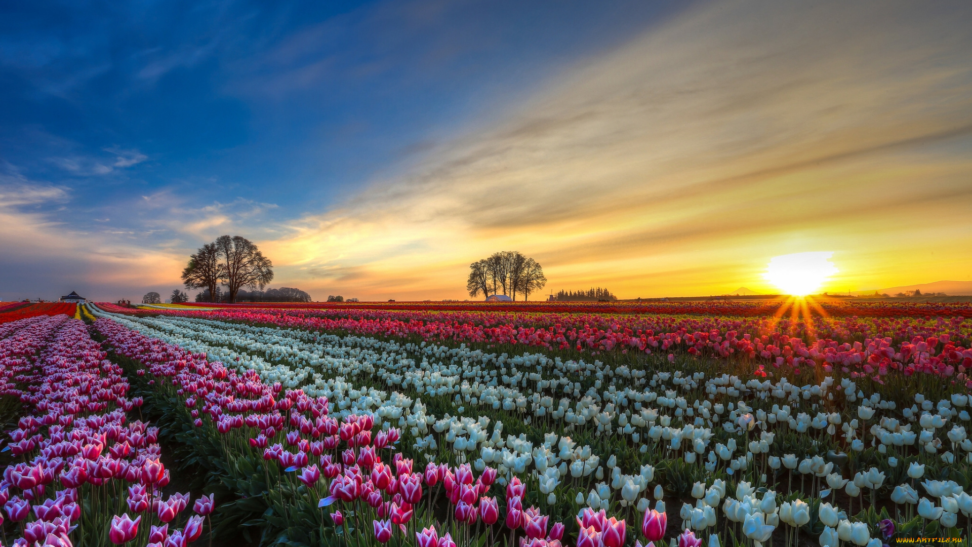 цветы, тюльпаны, поле, плантация, закат