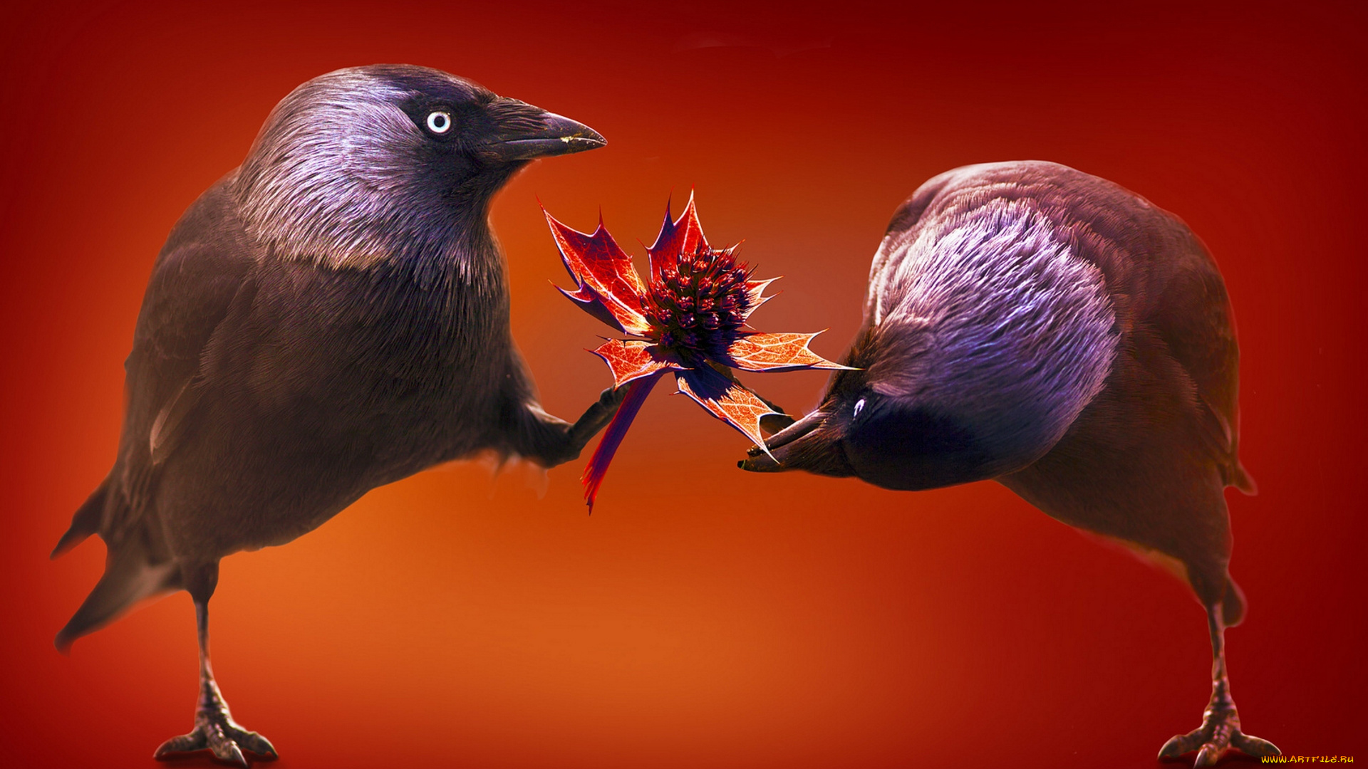 разное, компьютерный, дизайн, птицы