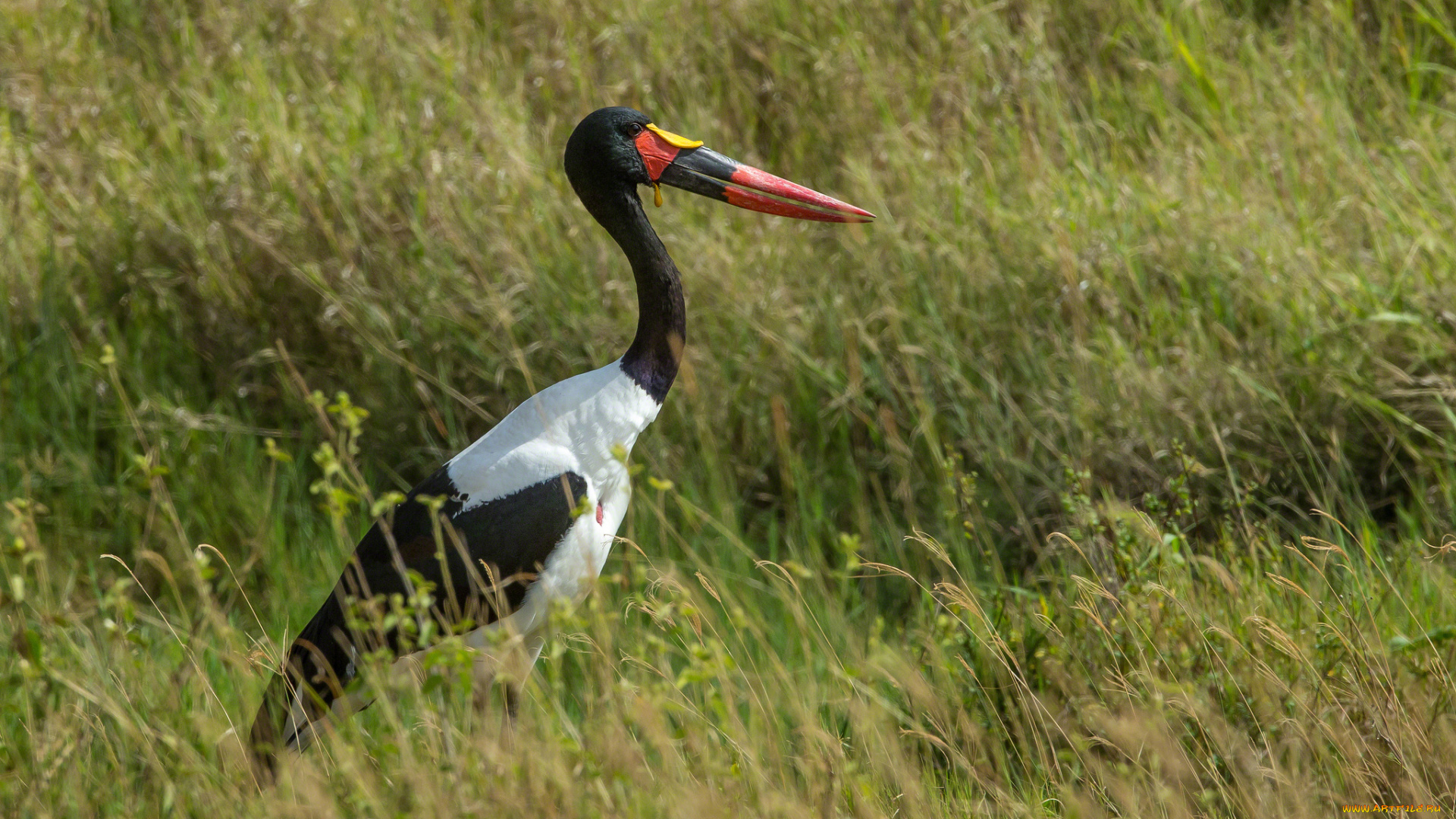 животные, аисты, трава, клюв