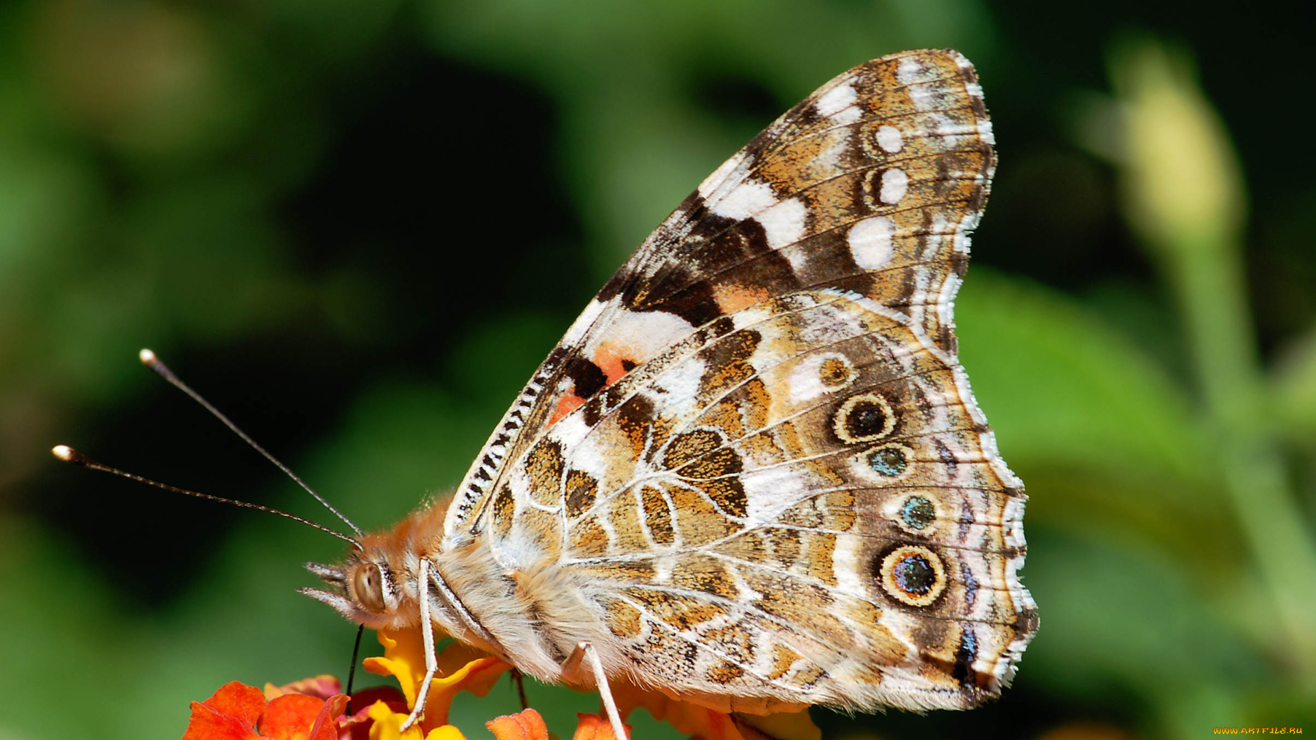 животные, бабочки, бабочка, цветок