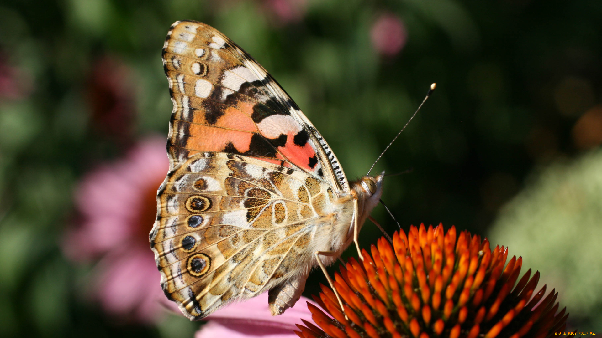животные, бабочки, бабочка, цветок
