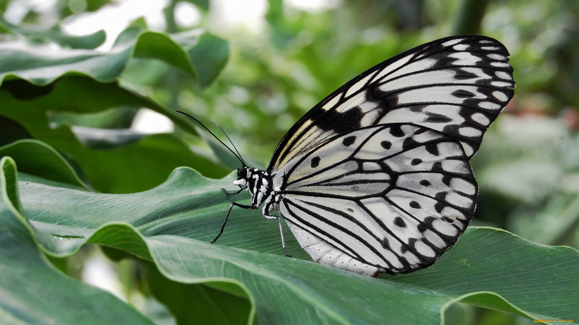 животные, бабочки, бабочка, капустная, белянка, листья