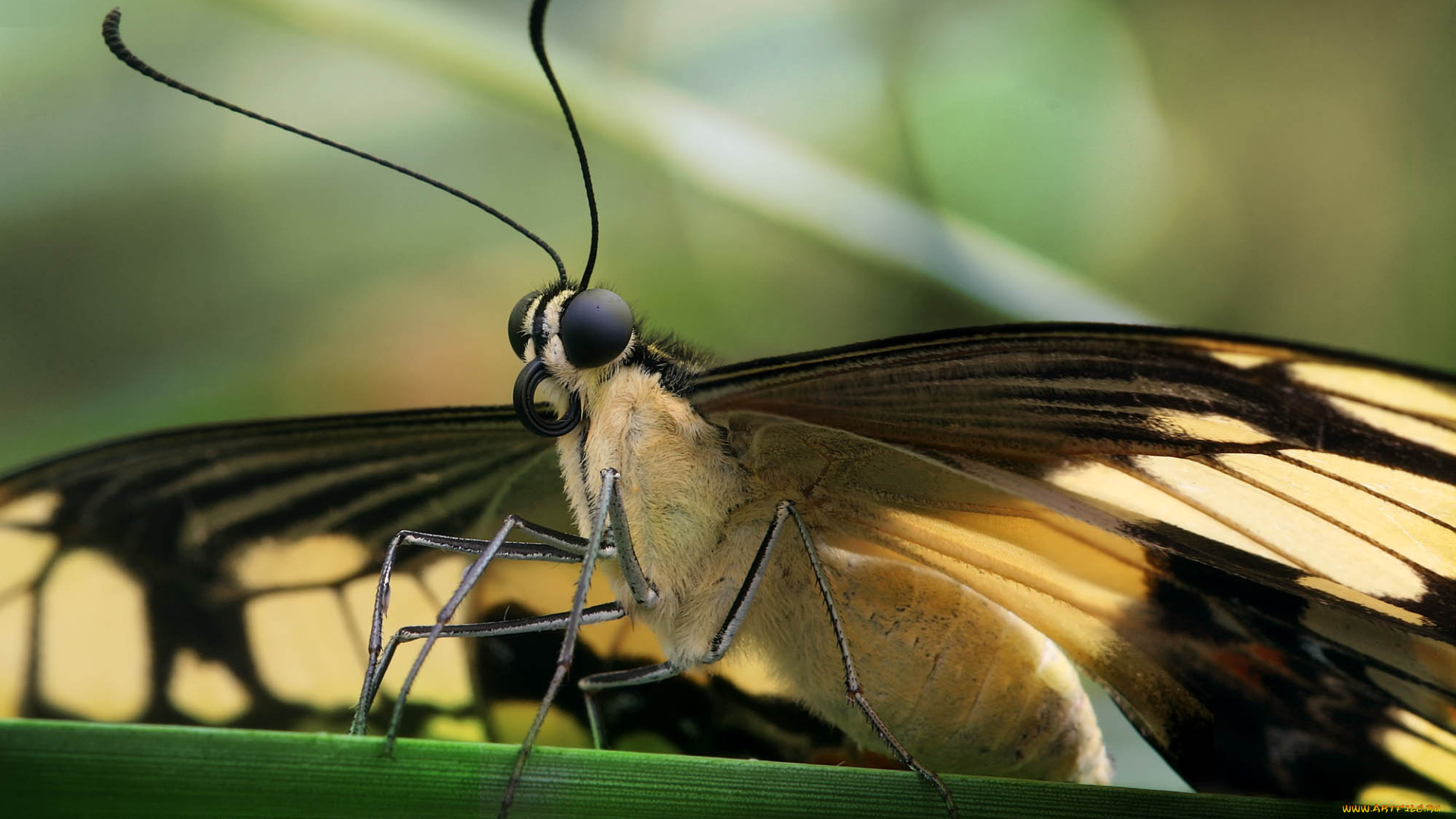 животные, бабочки, бабочка, травинка