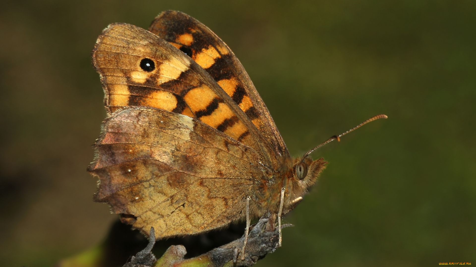 животные, бабочки, бабочка, ветка