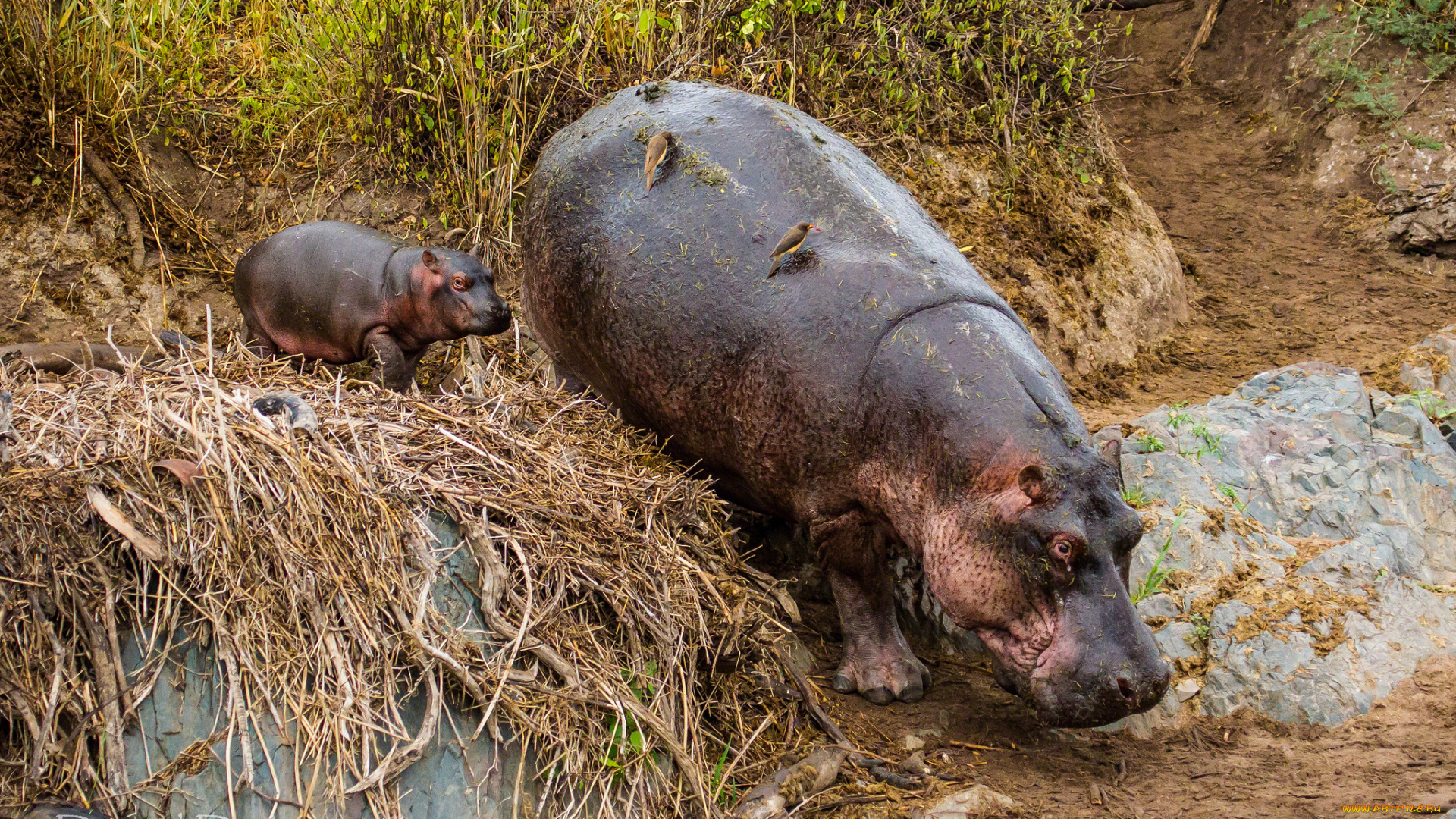 животные, бегемоты, мама, малыш, толстяки