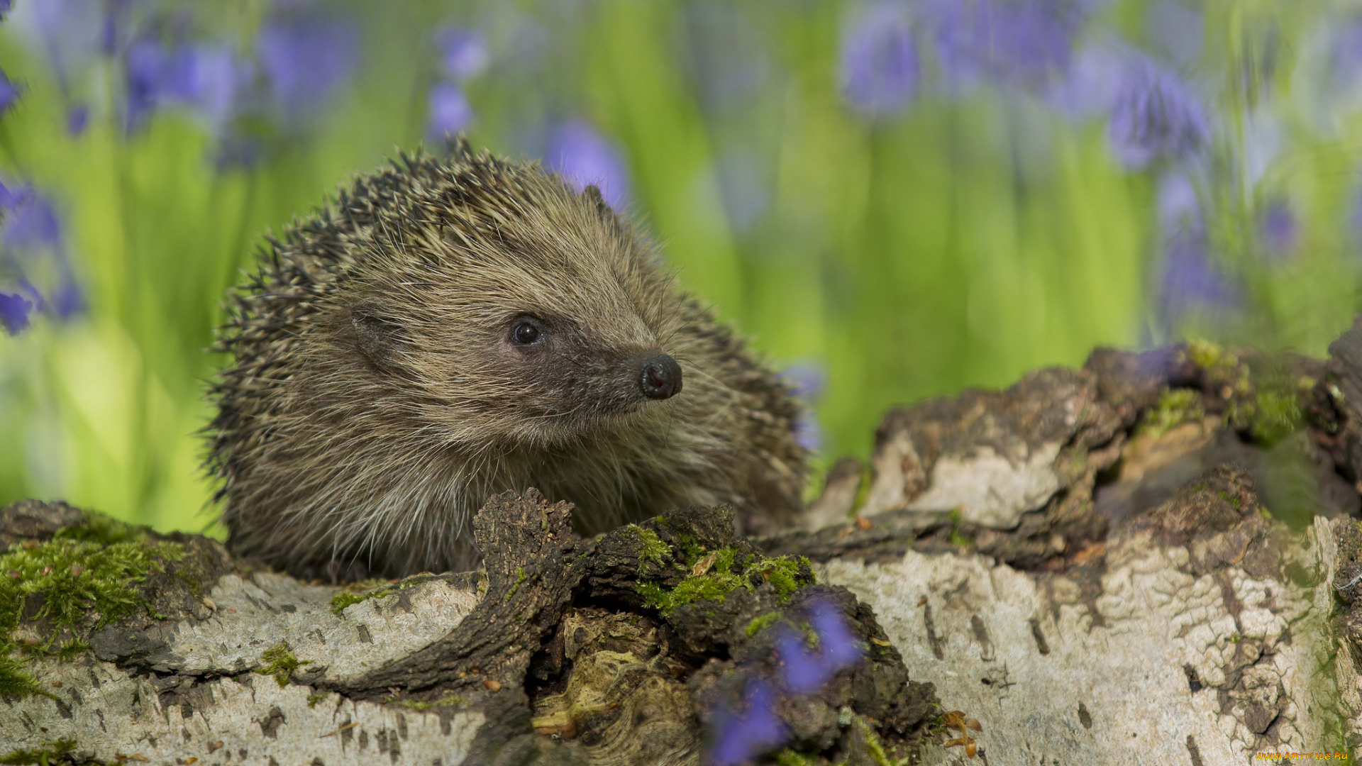 животные, ежи, колючки, носик, колокольчики