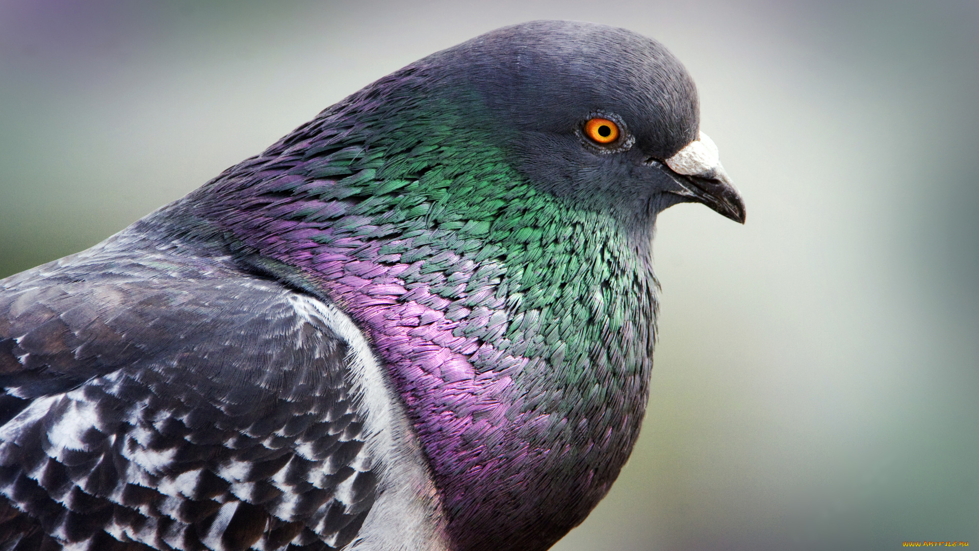 животные, голуби, клюв