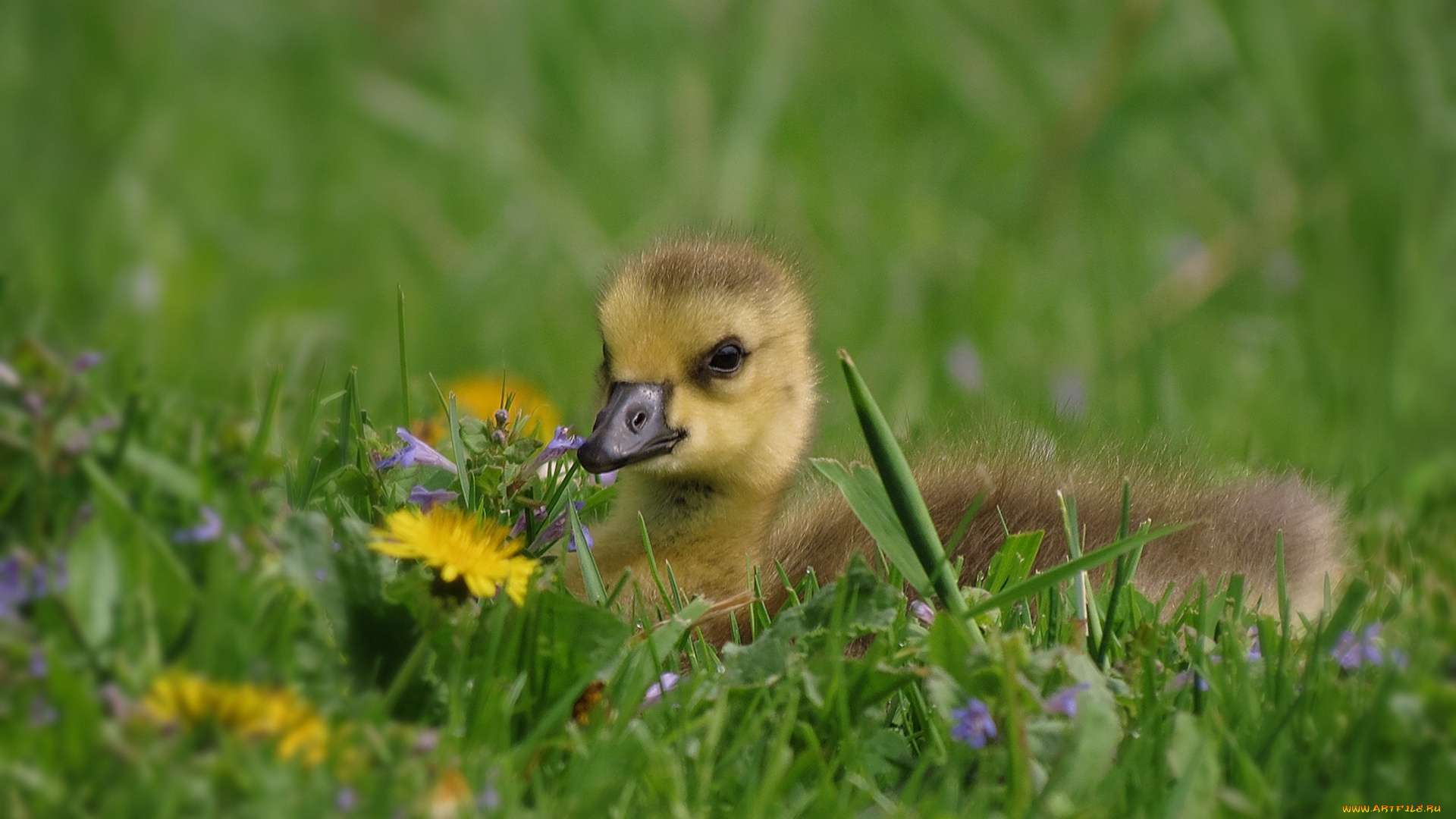 животные, гуси, гусёнок, птенец, одуванчик
