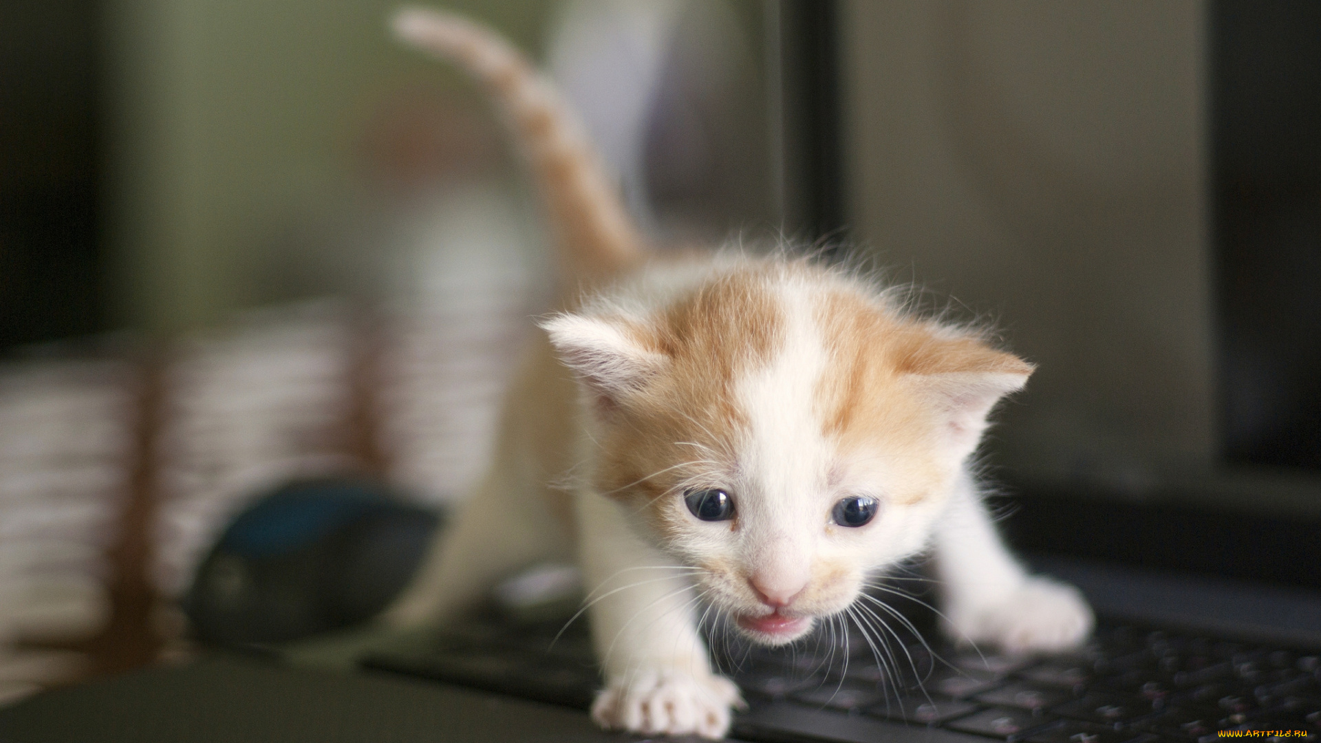 животные, коты, котёнок, малыш, клавиатура